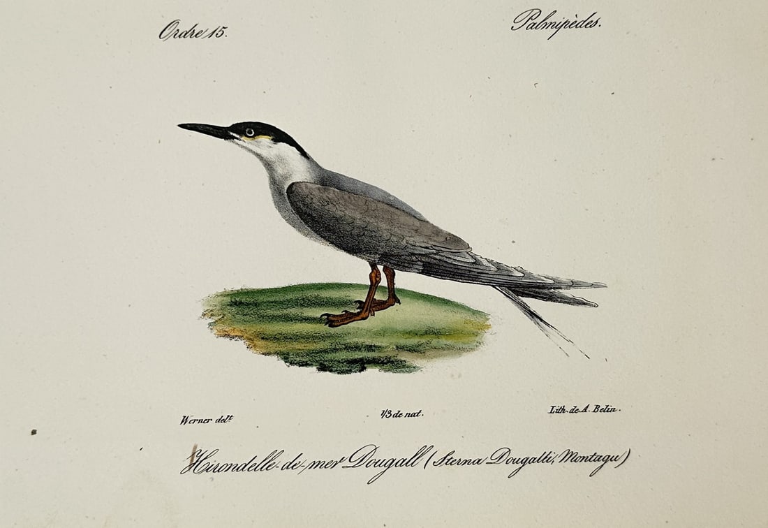 Jean-Charles Werner (1798-1856) – View of a Roseate Tern – Hand-coloured Lithograph (1 of 2)
