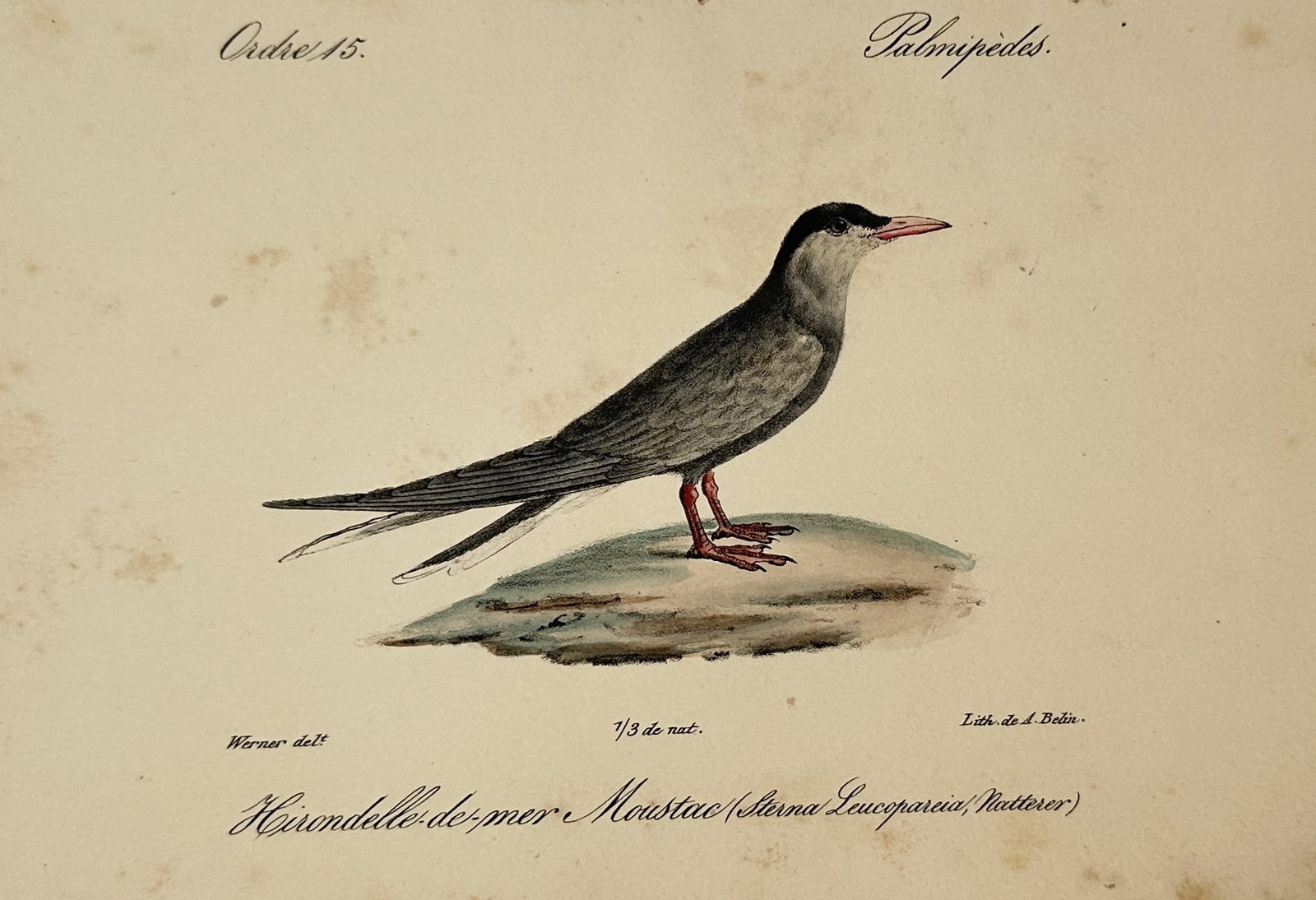 Jean-Charles Werner (1798-1856) – View of a Whiskered Tern – Hand-coloured Lithograph (1 of 2)