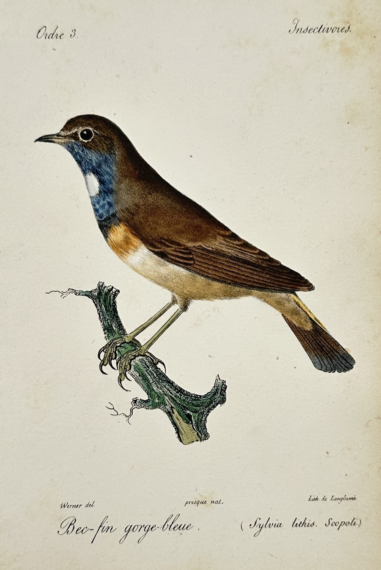 Jean-Charles Werner (1798-1856) – View of a Bluethroat – Hand-coloured Lithograph (c. 1820-1840) (1 of 2)