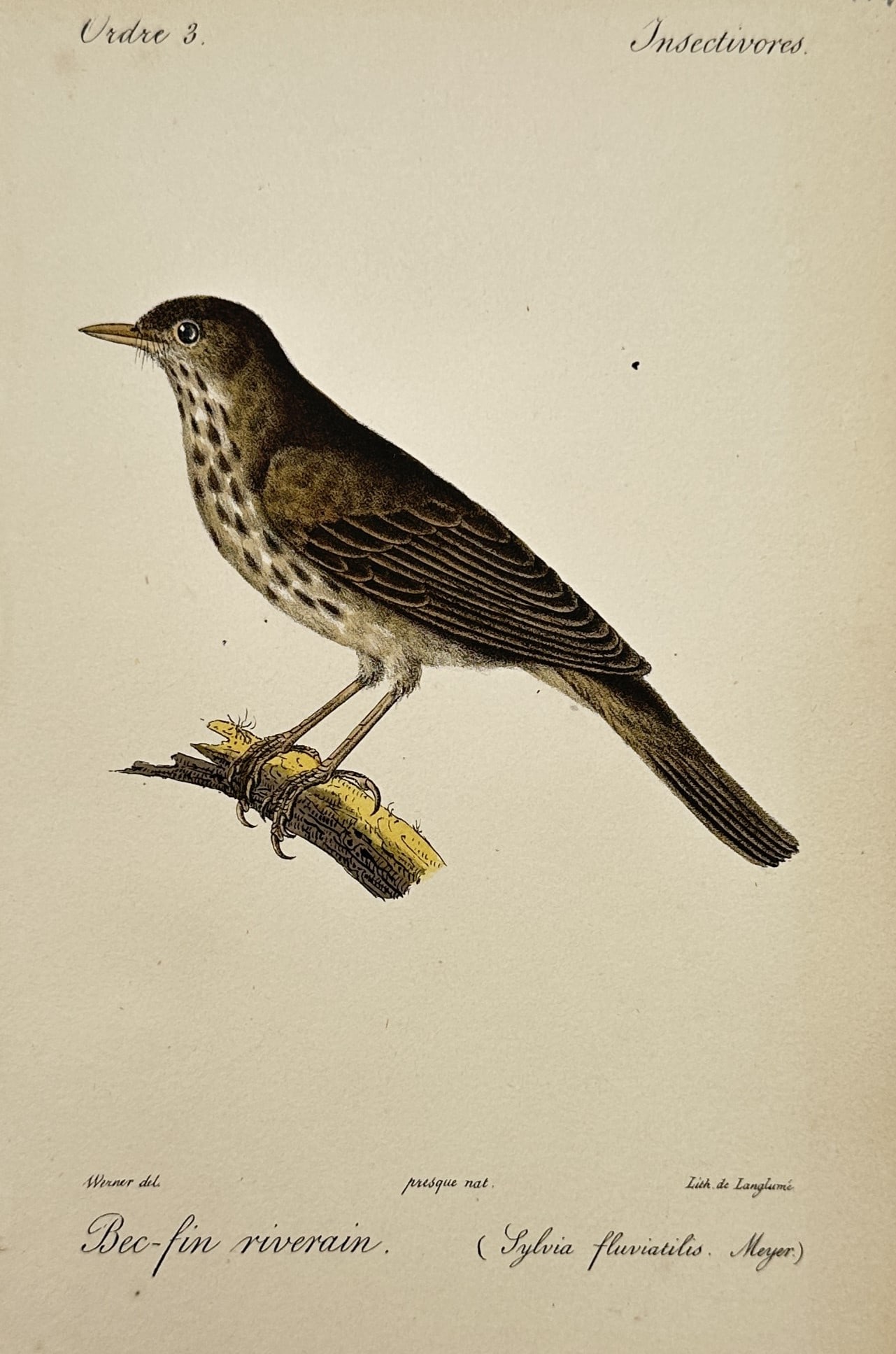Jean-Charles Werner (1798-1856) – View of a River Warbler – Hand-coloured Lithograph (1 of 2)
