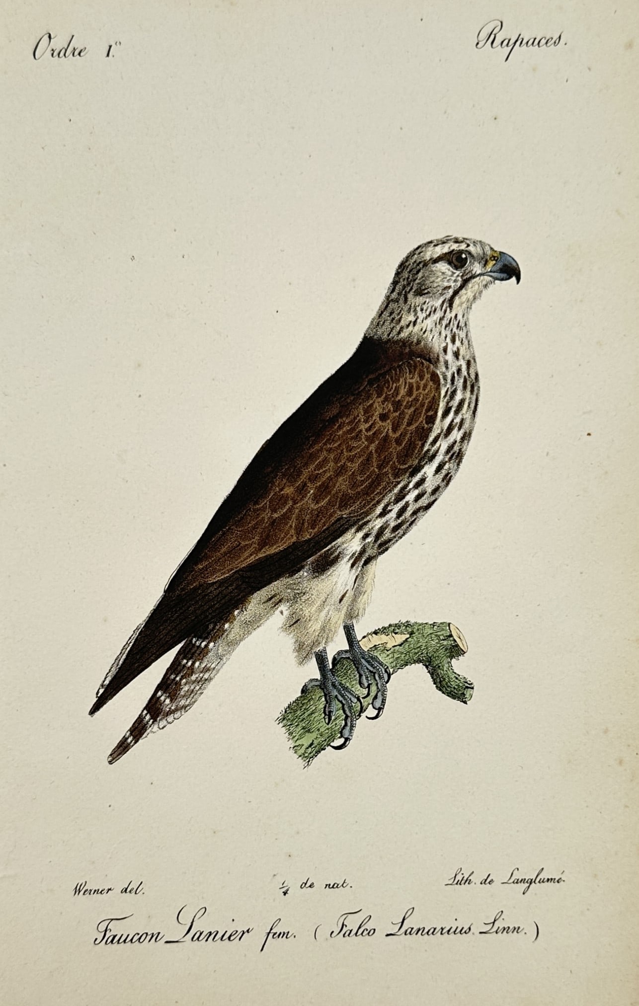 Jean-Charles Werner (1798–1856) – View of a Lanner Falcon – Hand-coloured Lithograph (1 of 2)