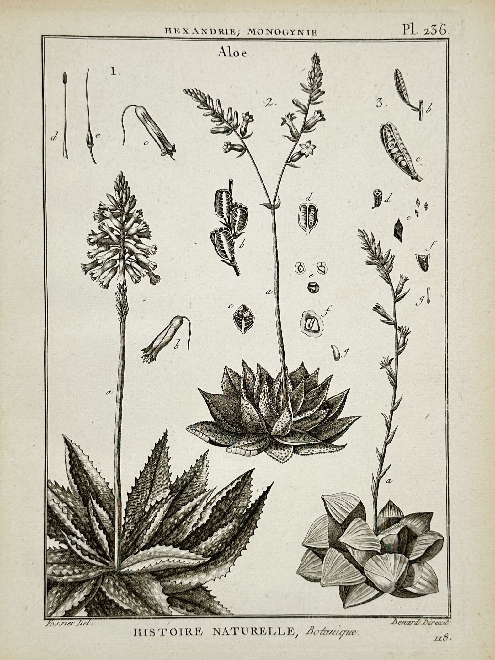 Robert Bénard – View of Aloe – Engraving (1788) (1 of 2)