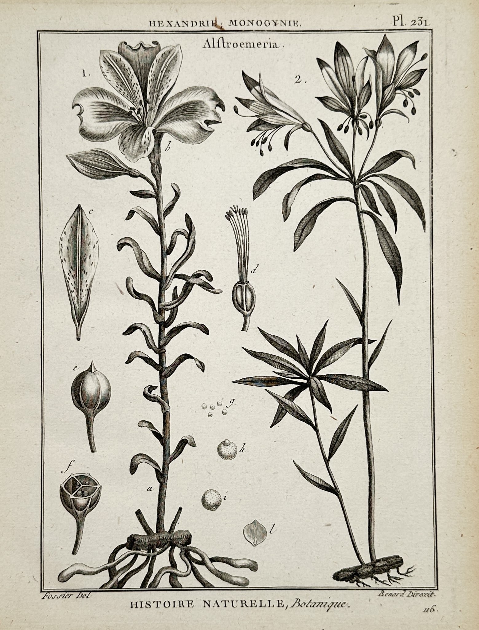 Robert Bénard – View of Alstroemeria – Engraving (1788) (1 of 2)