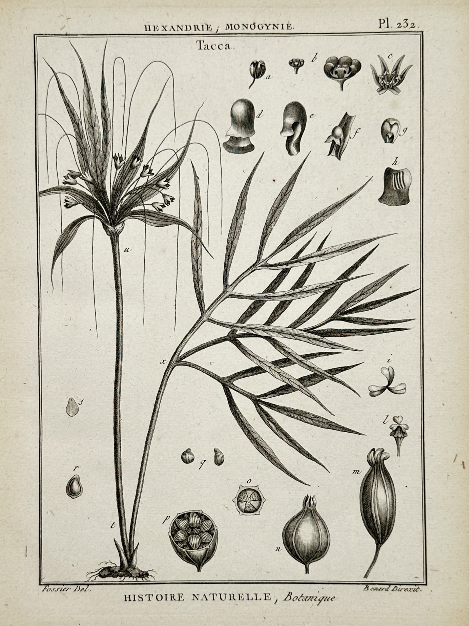 Robert Bénard – View of Tacca – Engraving (1788) (1 of 2)