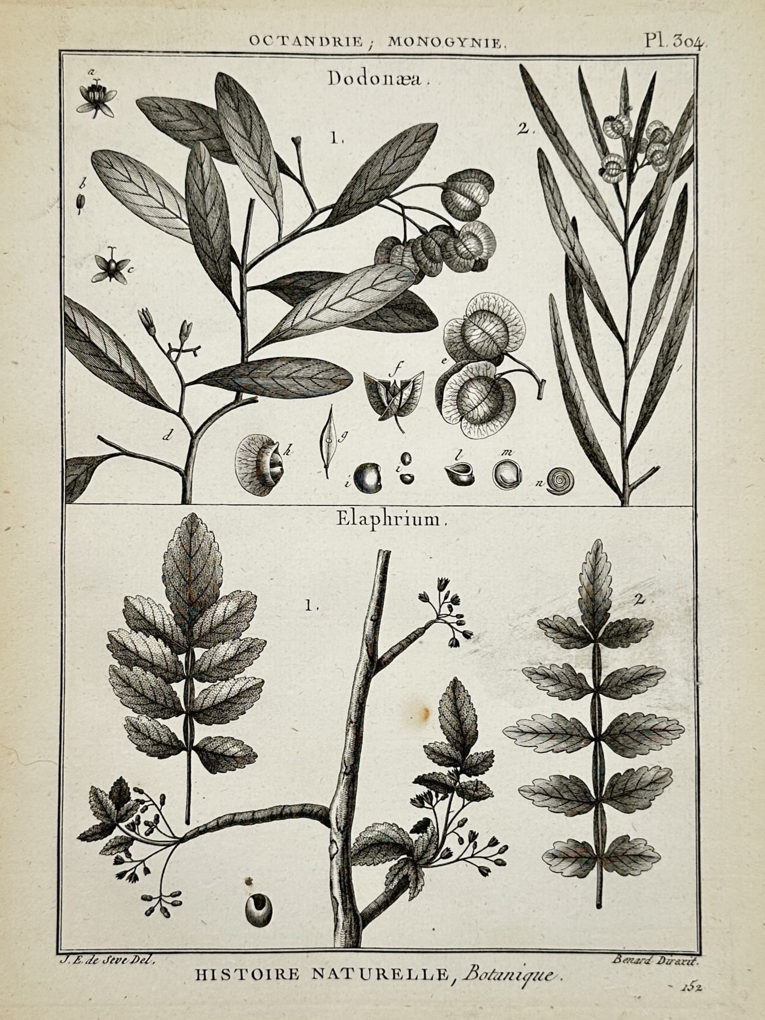 Robert Bénard – View of Dodonaea and Elaphrium – Engraving (1788) (1 of 2)
