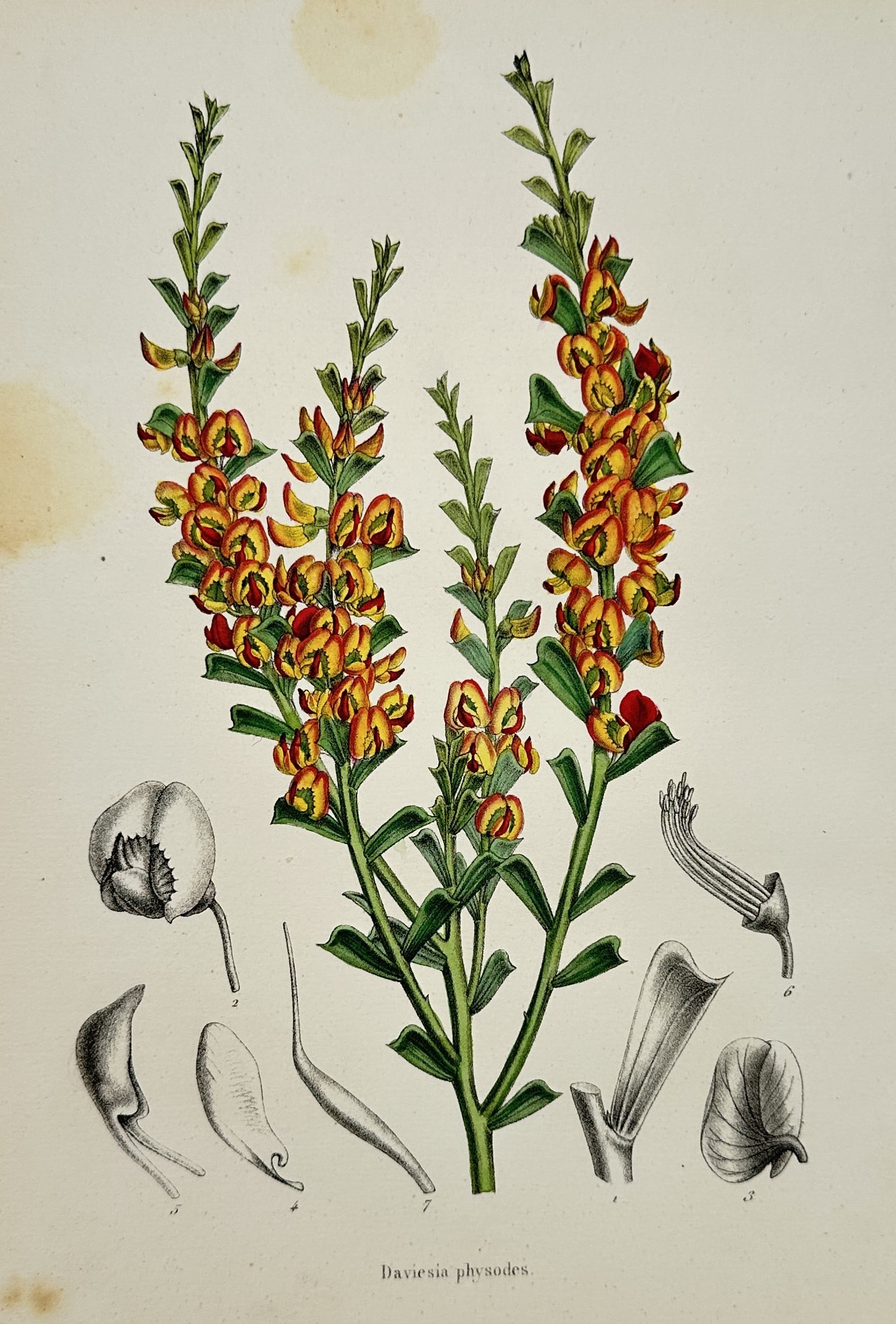 Charles Morren (1807–1858) – View of Daviesia Physodes – Chromolithograph (c. 1845–1855) (1 of 2)