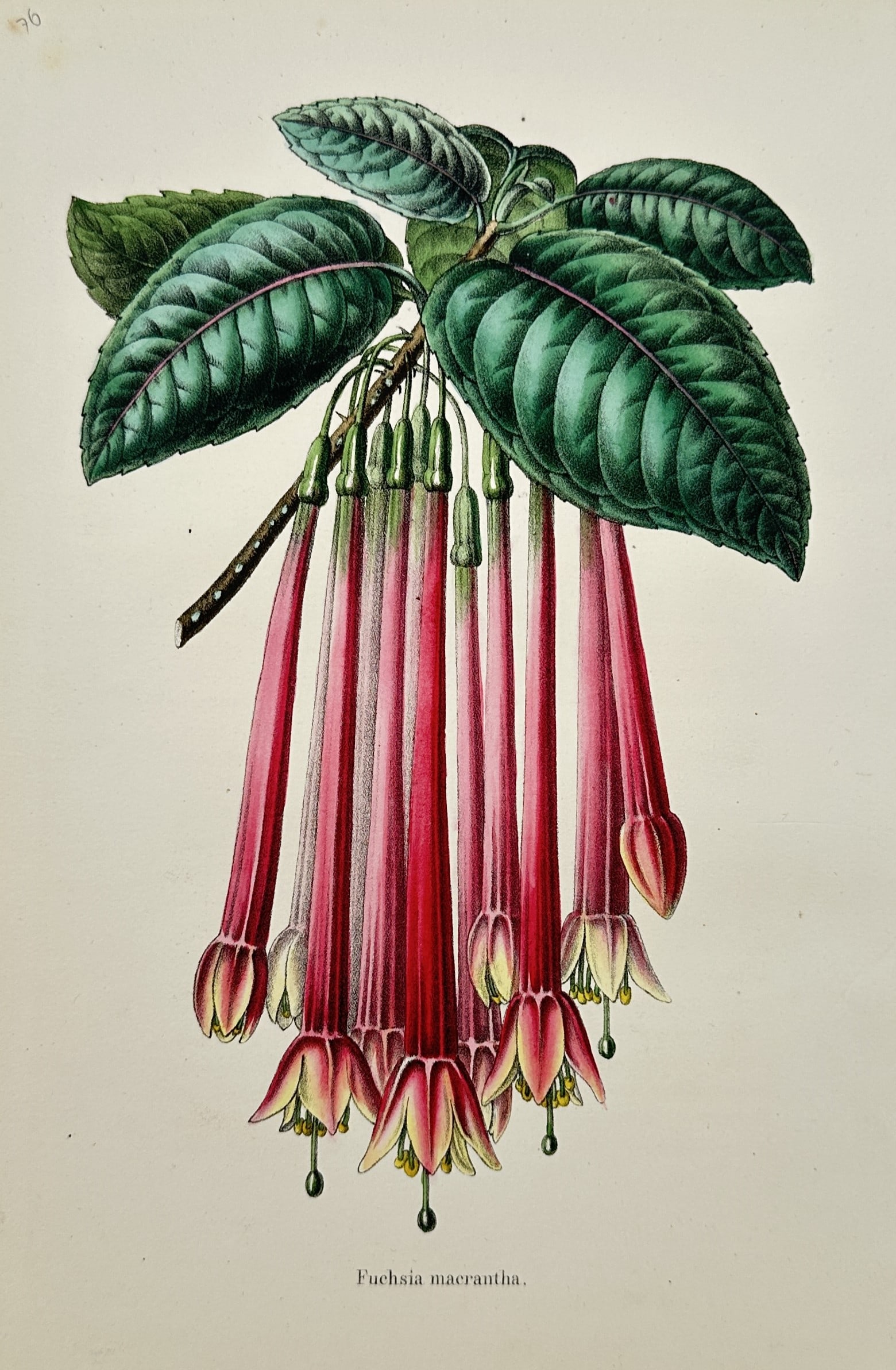 Charles Morren (1807–1858) – View of Fuchsia Macrantha – Chromolithograph (c. 1845–1855) (1 of 2)
