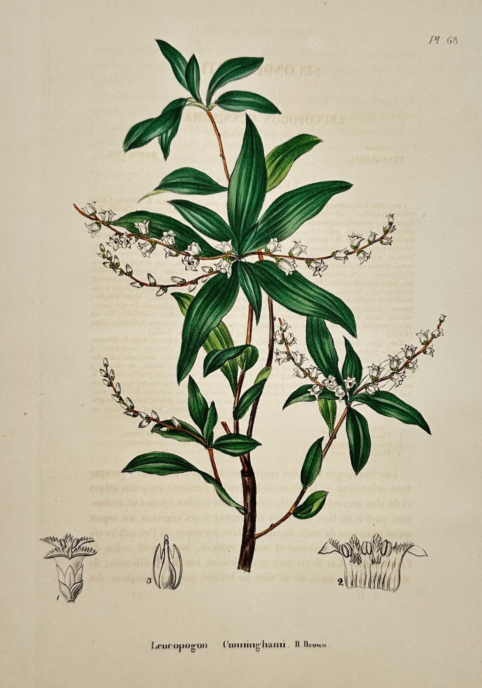 Charles Morren (1807–1858) – View of Leucopogon Cunninghami – Chromolithograph (1 of 2)