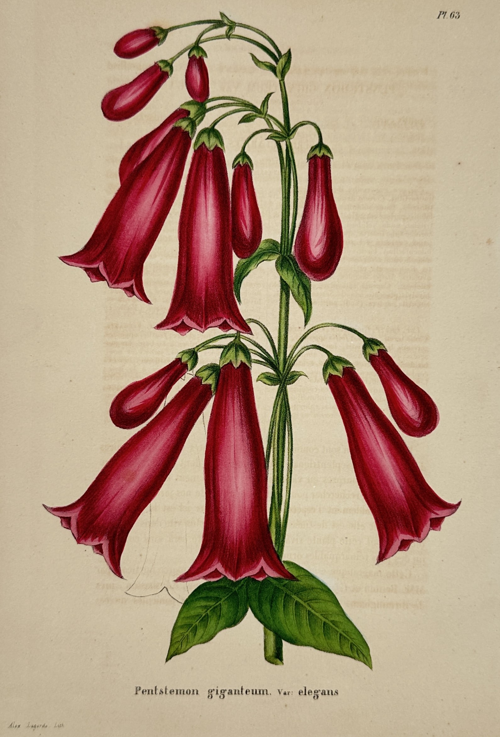 Charles Morren (1807–1858) – View of Pentstemon Giganteum Var. Elegans – Chromolithograph (1 of 2)