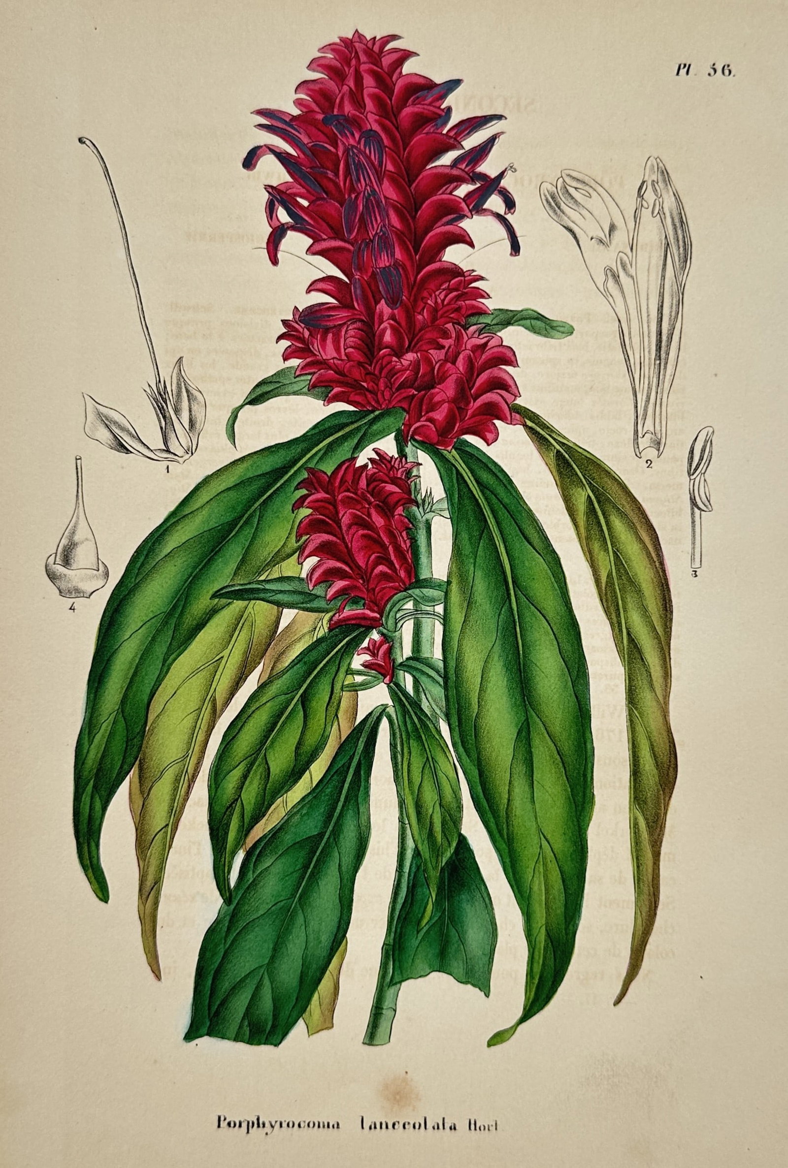 Charles Morren (1807–1858) – View of Porphyrocoma Lanceolata Hort – Chromolithograph (1 of 2)
