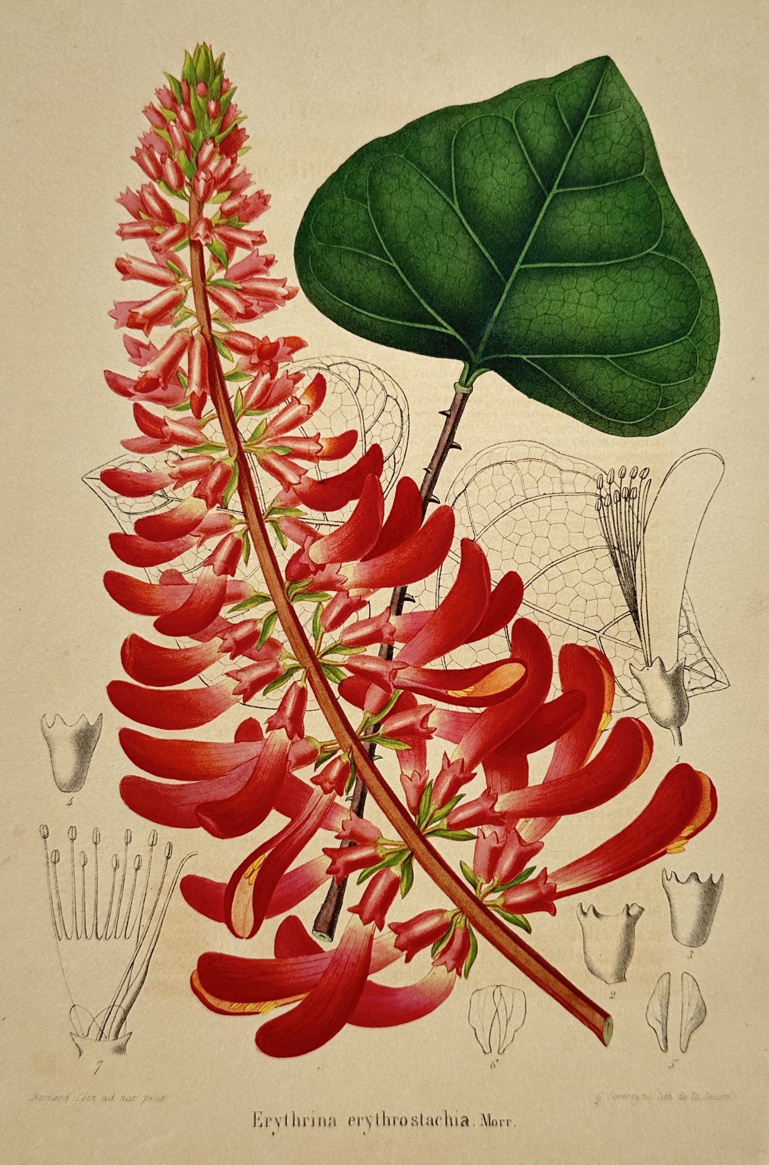 Charles Morren (1807–1858) – View of Erythrina Erythrostachia – Chromolithograph (c. (1 of 2)
