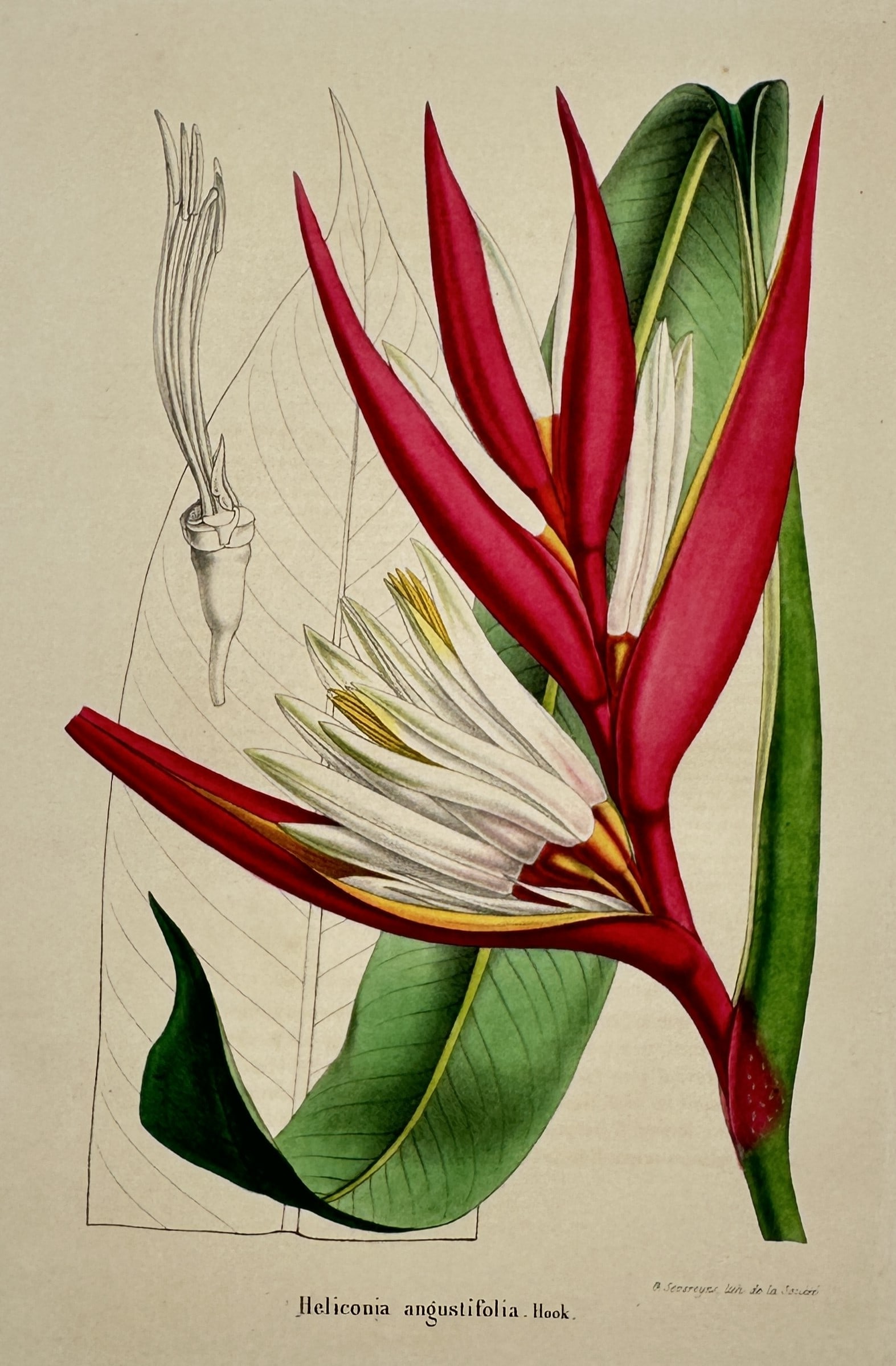 Charles Morren (1807–1858) – View of Heliconia Angustifolia – Chromolithograph (c. (1 of 2)