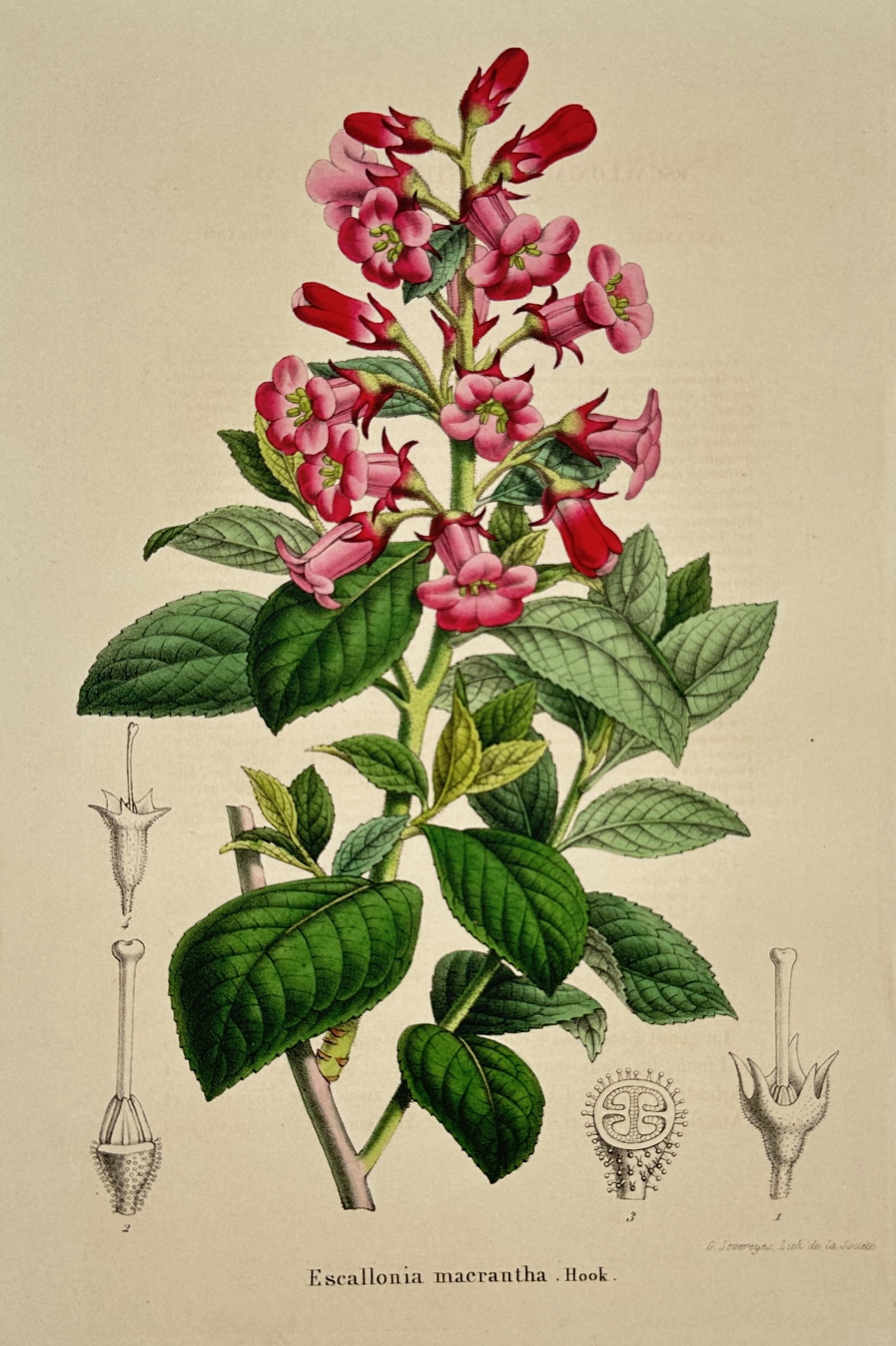 Charles Morren (1807–1858) – View of Escallonia Macrantha – Chromolithograph (c. 1845–1855) (1 of 2)