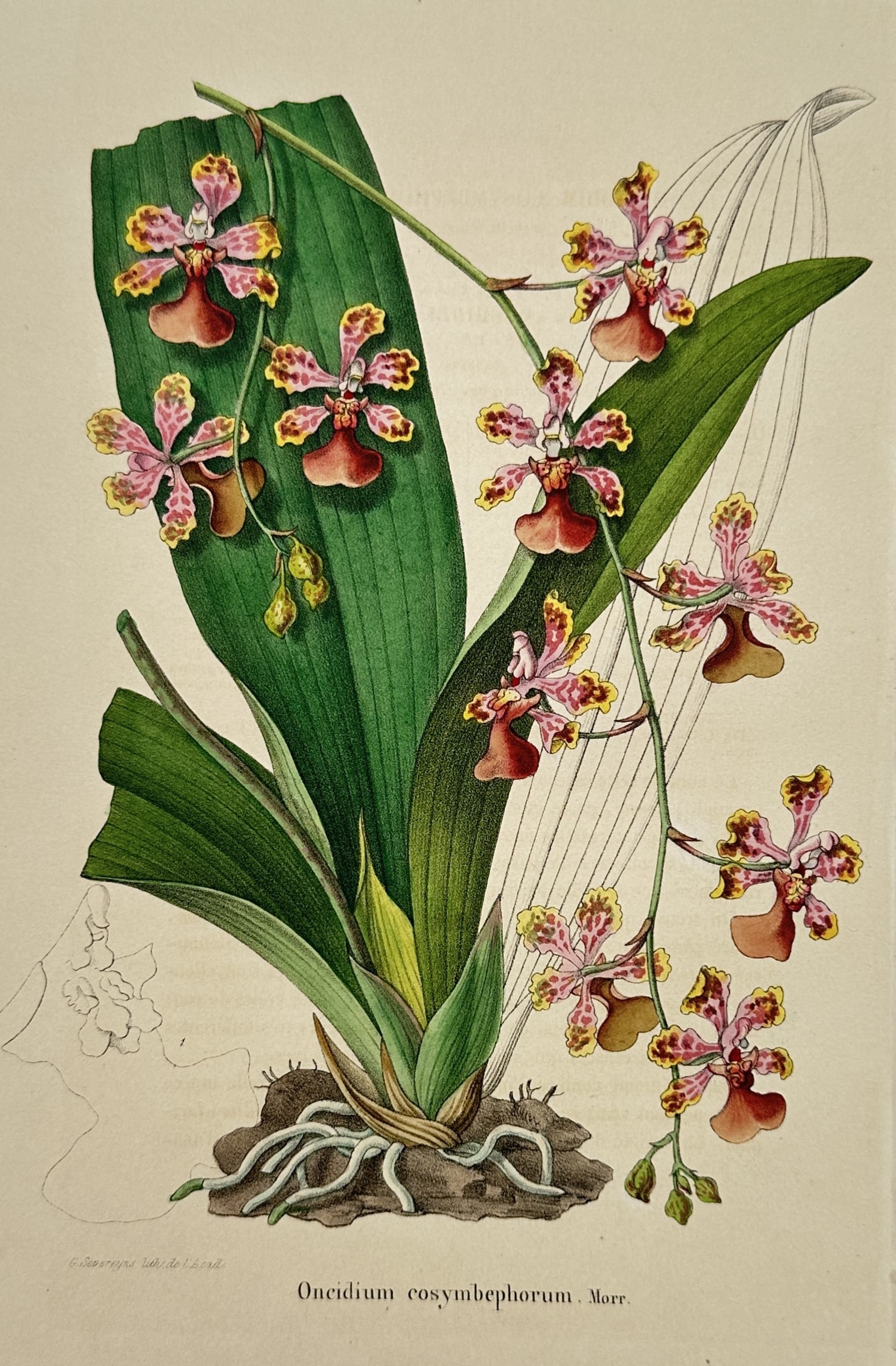 Charles Morren (1807–1858) – View of Oncidium Cosymbephorum – Chromolithograph (1 of 2)