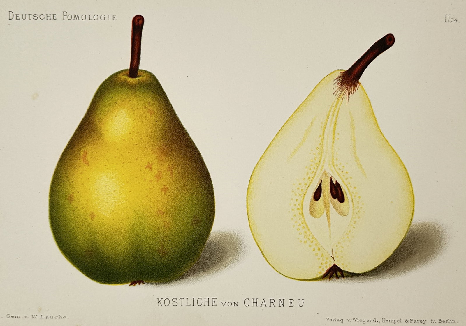 Wilhelm Lauche (1827–1883) – View of a Charneu Pear – Chromolithograph (1882): "Köstliche von Charneu" depicts a precise pomological study of a Charneu pear variety showing an entire yellow and green pear on the left and a longitudinal cross section showing the inner core and d