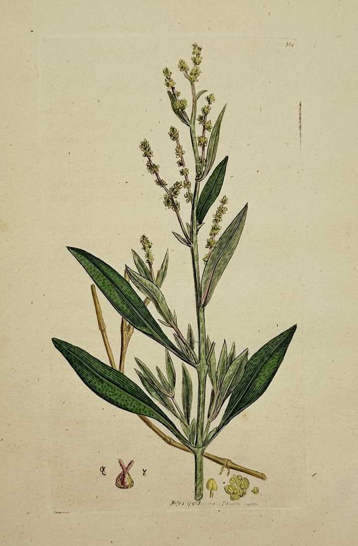 James Sowerby – View of Sea Orache – Hand-coloured Engraving (c. 1790–1814): "Atriplex" depicts a refined botanical study of a sea orache plant, showing its central erect greenish stem, lanceolate or elongated green leaves, and terminal, clustered spikes of small, understated 