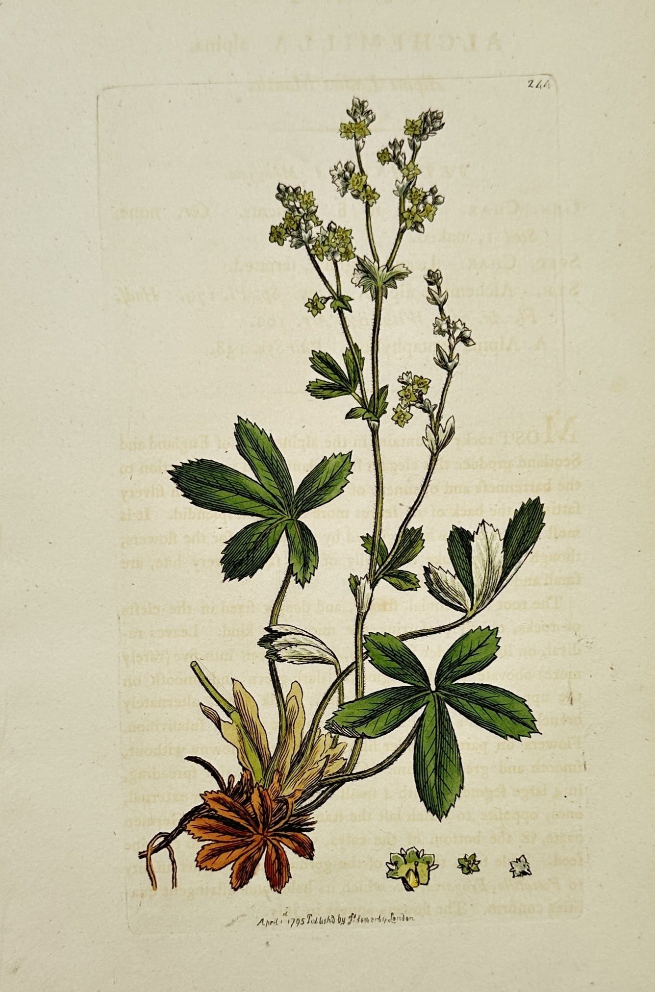James Sowerby – View of Alpine Lady's Mantle – Hand-coloured Engraving (c. 1790–1814) (1 of 2)