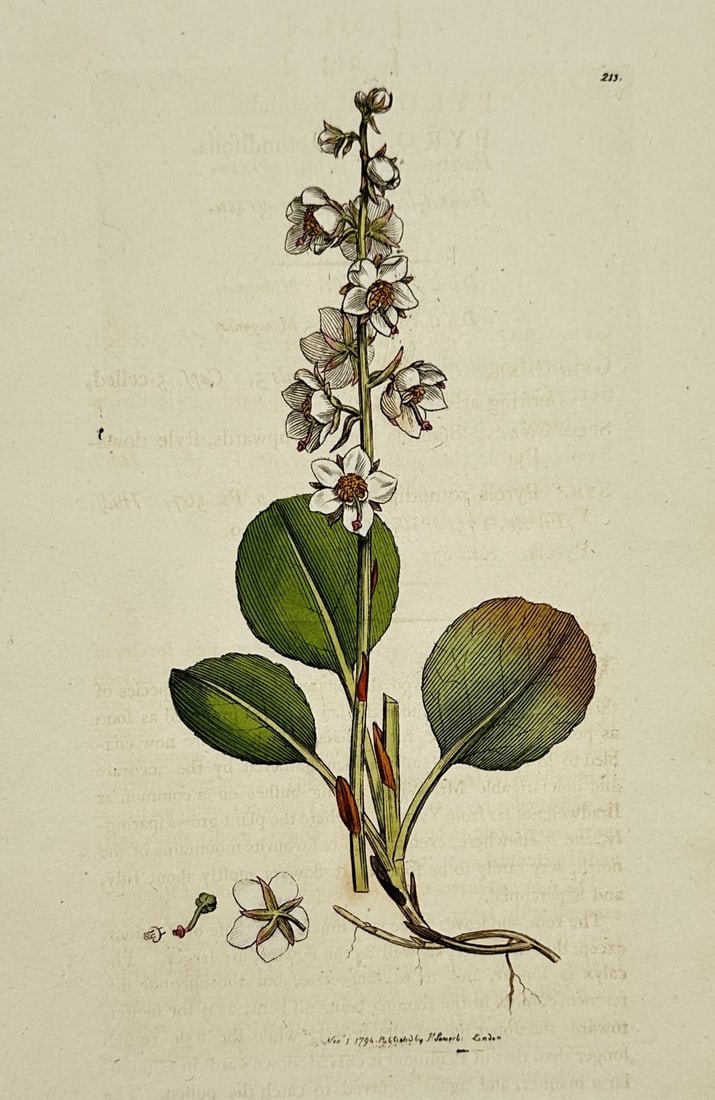 James Sowerby – View of Intermediate Wintergreen – Hand-coloured Engraving (c. 1790–1814) (1 of 2)