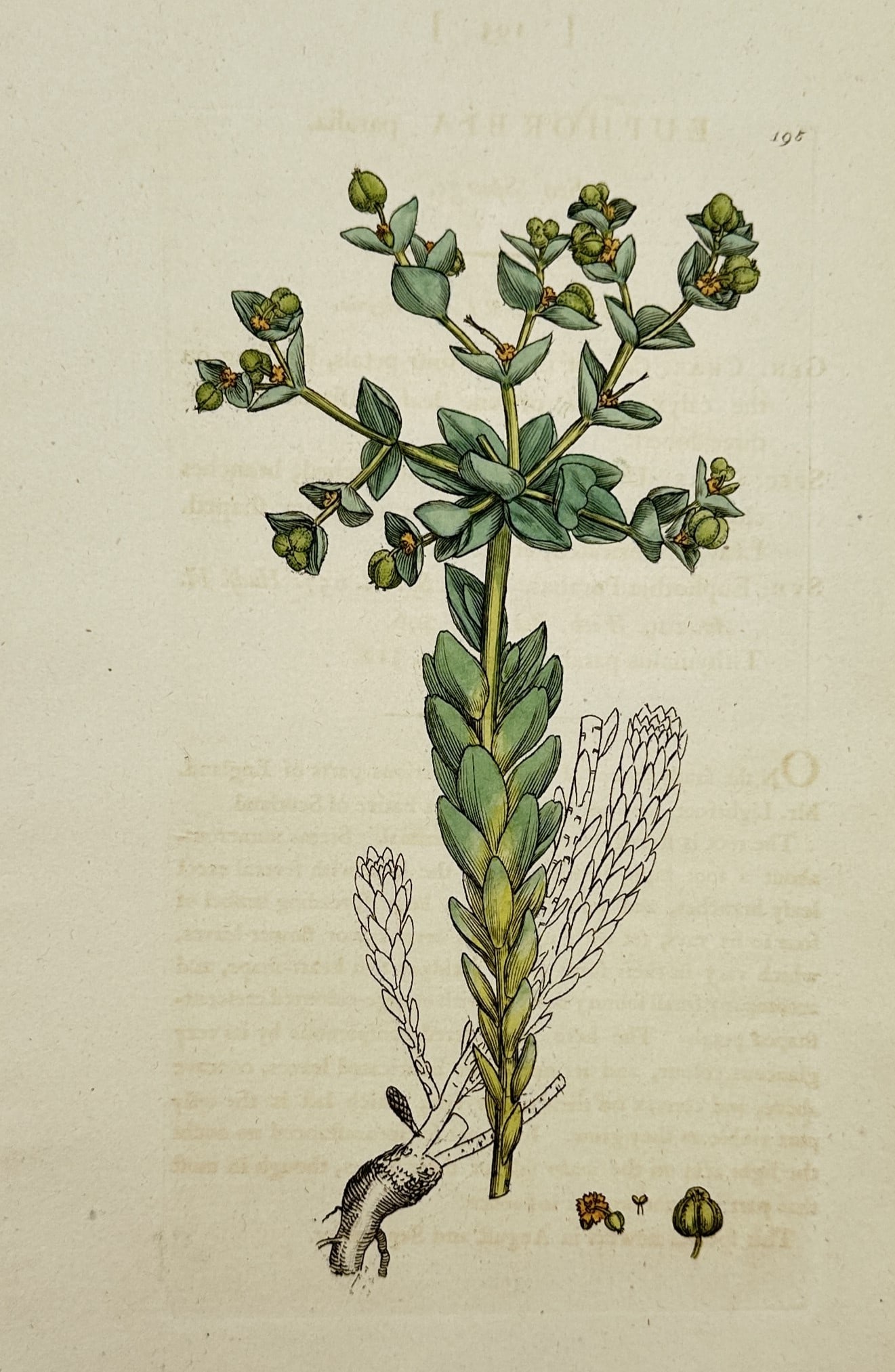 James Sowerby – View of Sea Spurge – Hand-coloured Engraving (c. 1790–1814): "Euphorbia paralias" depicts a refined botanical study of a sea spurge plant, showing its tough woody base, overlapping glaucous blue-green leaves arranged compactly along an erect central stem, and a