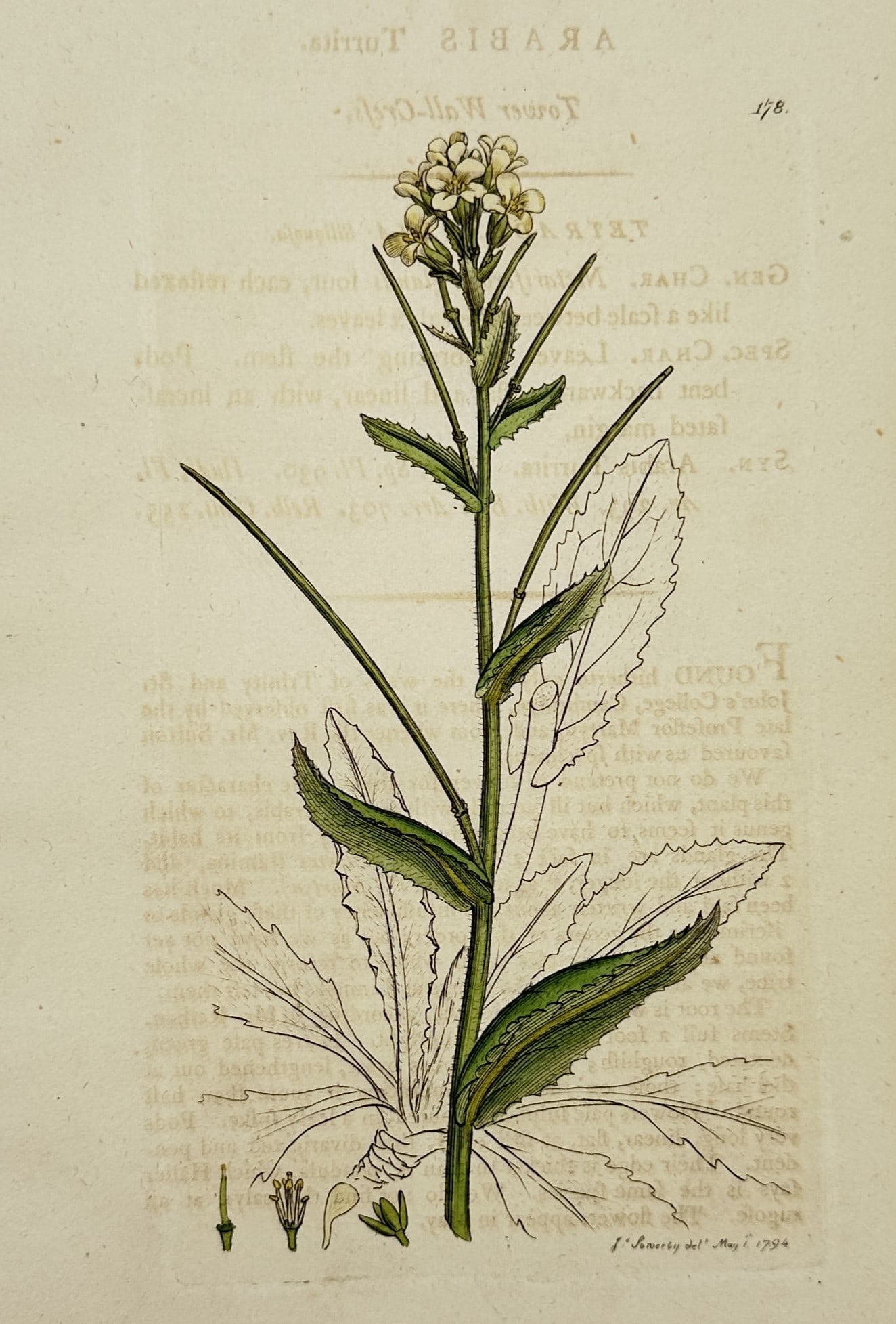 James Sowerby – View of Tower Wall Cress – Hand-coloured Engraving (c. 1790–1814): "Arabis turrita" depicts a refined botanical study of a tower wall cress plant, showing its central erect stem, clasping green stem leaves, and a terminal cluster of small pale yellowish-white crucifo