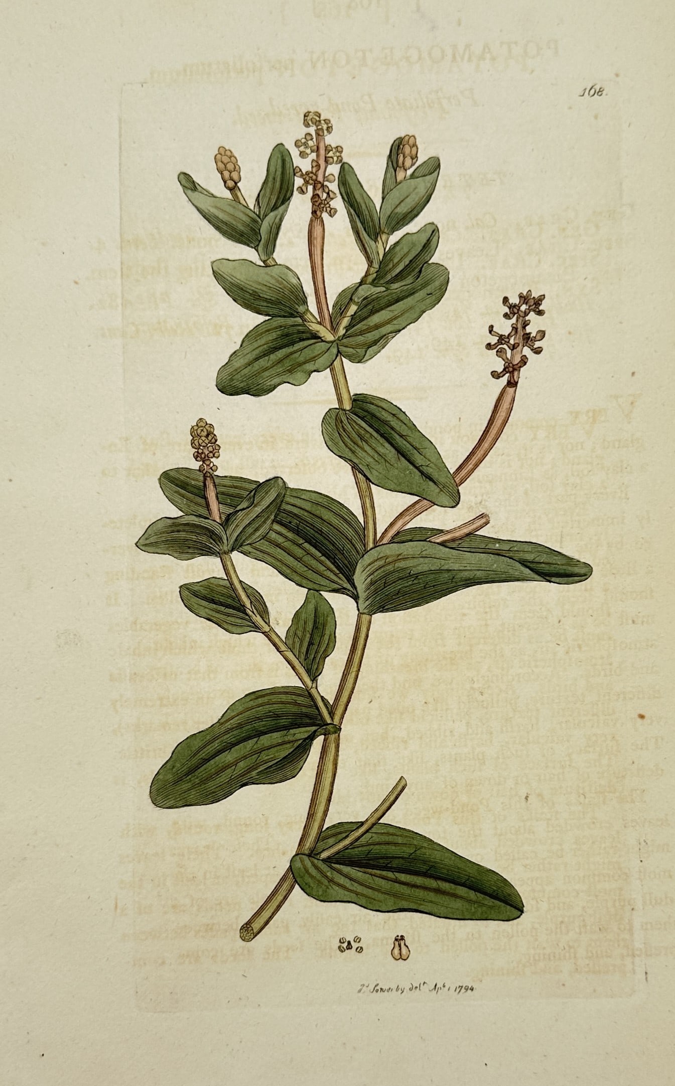 James Sowerby – View of Perfoliate Pondweed – Hand-coloured Engraving (c. 1790–1814): "Potamogeton perfoliatum" depicts a refined botanical study of a perfoliate pondweed aquatic plant, showing its submerged trailing stem, ovate olive-green leaves that clasp and encircle the stem at th