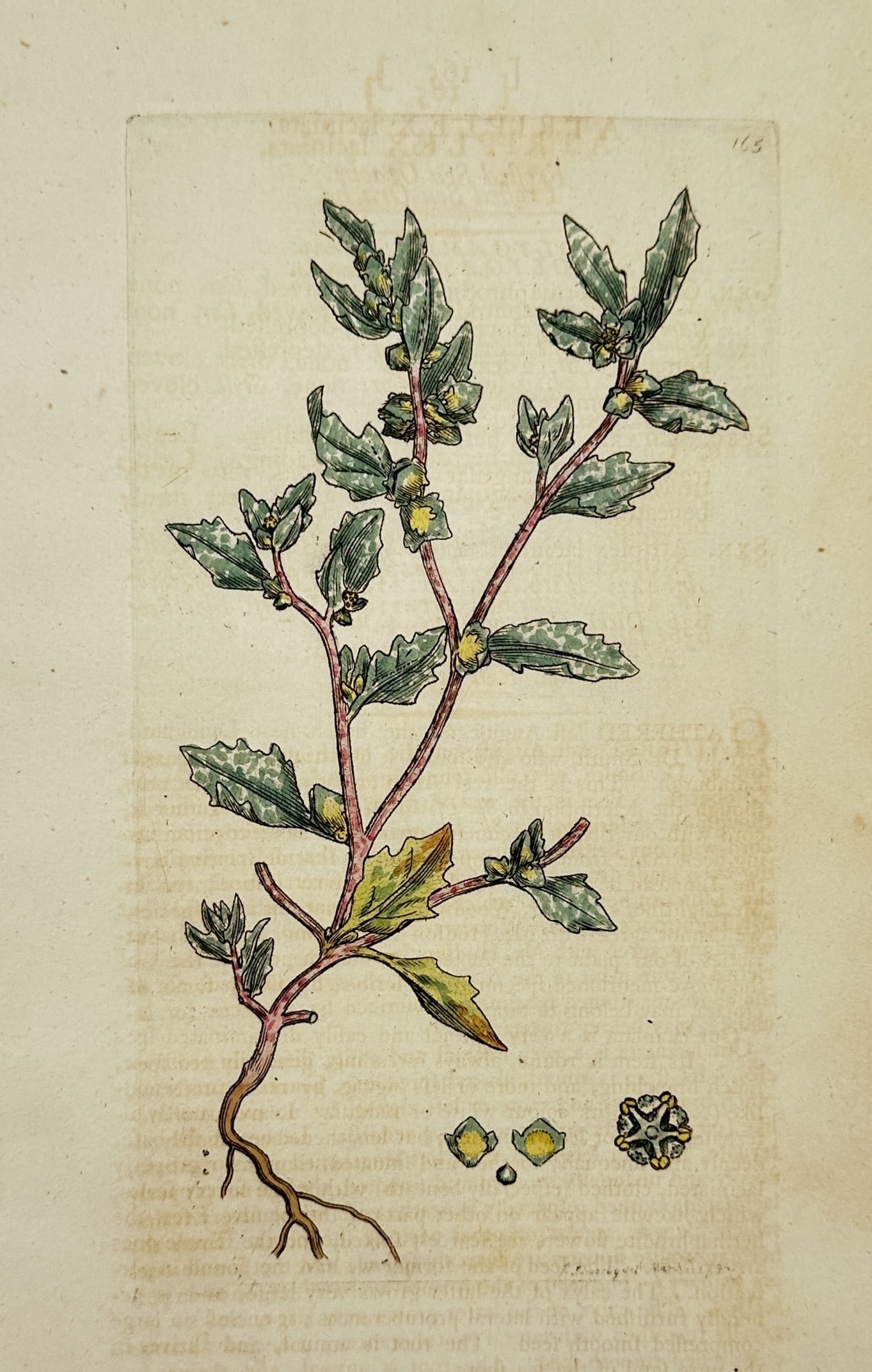 James Sowerby – View of Frosted Sea Orache – Hand-coloured Engraving (c. 1790–1814): "Atriplex laciniata" depicts a refined botanical study of a frosted sea orache plant, showing its rooted base, reddish branching stems, wavy-toothed triangular leaves covered with a characteristic sil