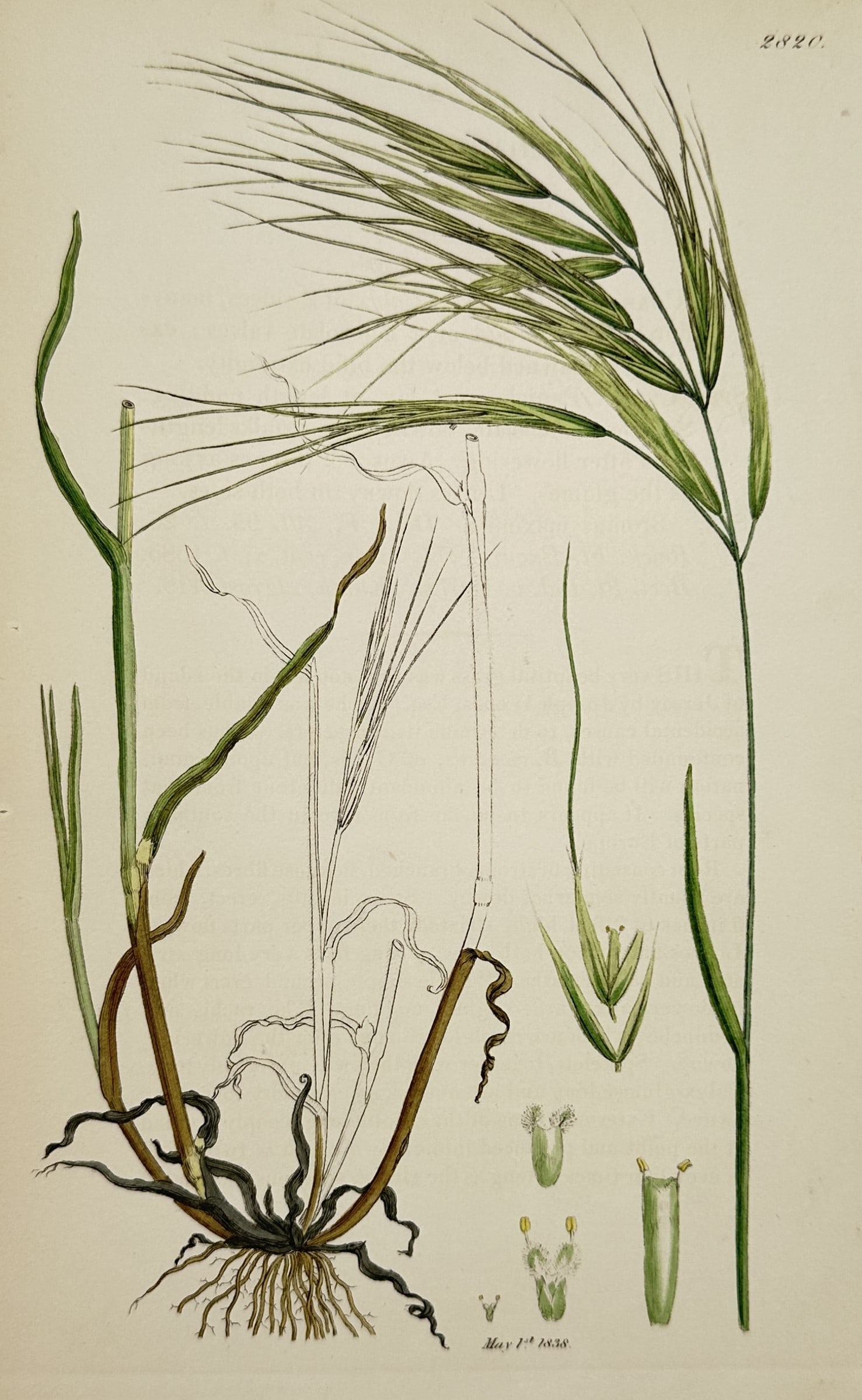 James Sowerby – View of Barren Brome Grass – Hand-coloured Engraving (1838): Bromus sterilis depicts a refined botanical study of a barren brome grass plant, showing its fibrous root system, slender green culms, linear leaves, and a nodding, branched panicle with long-awned sp