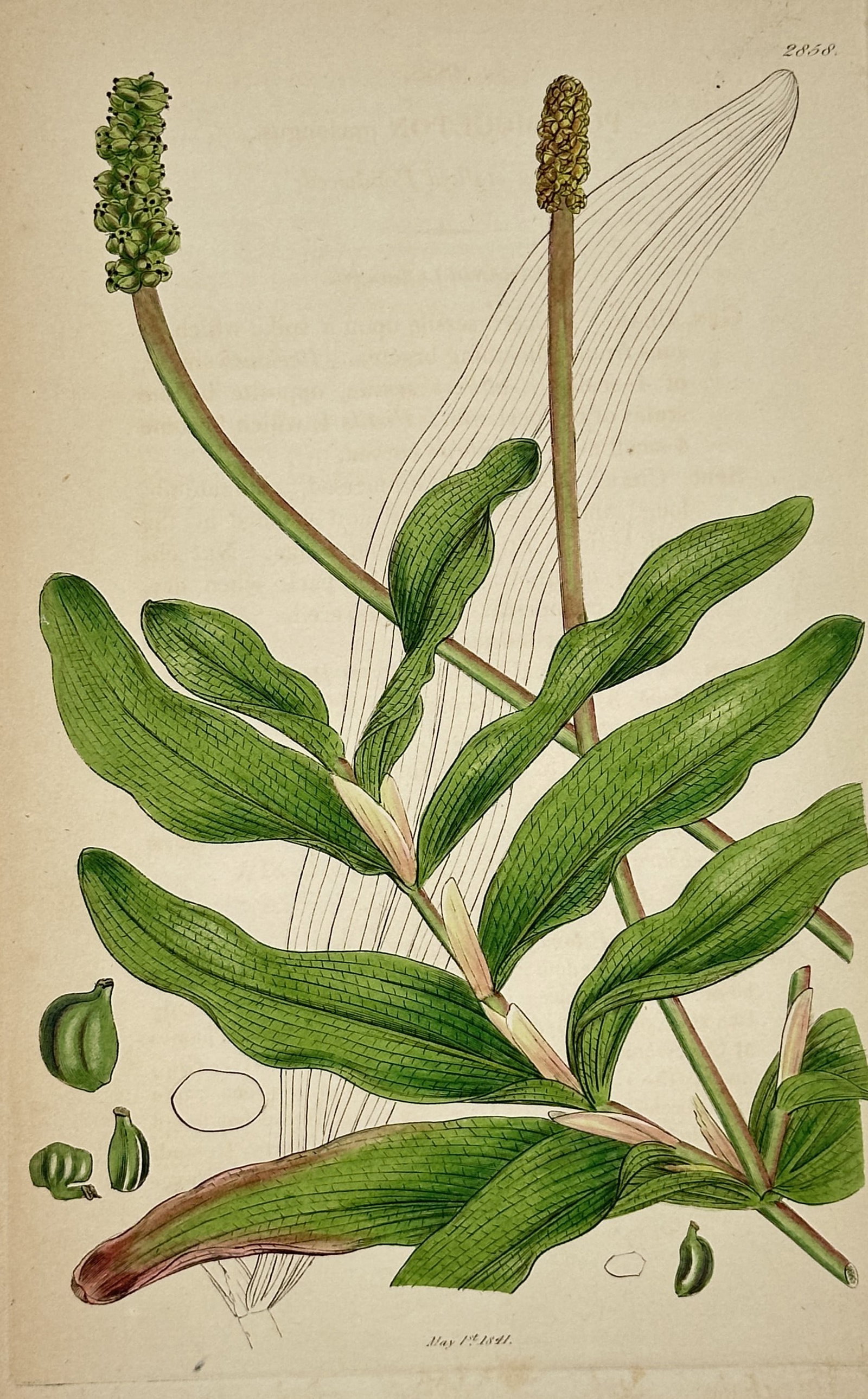 James Sowerby – View of Long-leaved Pondweed – Hand-coloured Engraving (1841): "Potamogeton praelongus" depicts a refined botanical study of a long-leaved pondweed aquatic plant, showing its zigzagging submerged stem, elongated bright green leaves with wavy margins, and two prom