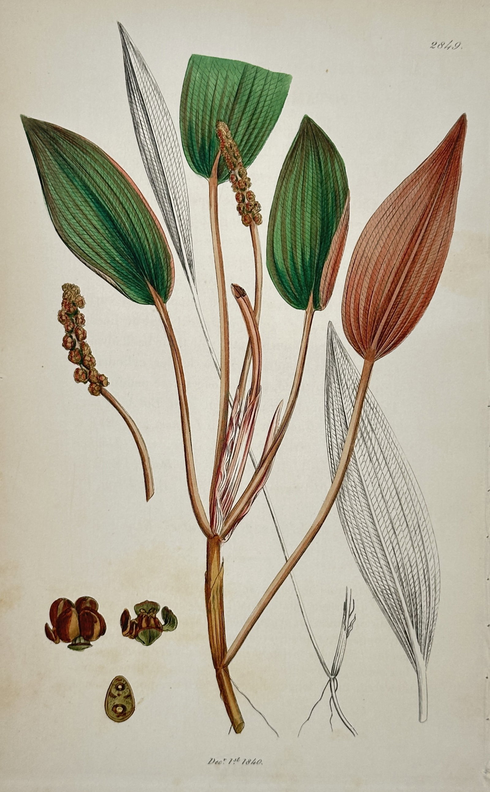 James Sowerby – View of Various-leaved Pondweed – Hand-coloured Engraving (1840): "Potamogeton heterophyllus" depicts a refined botanical study of a various-leaved pondweed aquatic plant, showing its trailing stem, a combination of green and reddish-brown floating elliptic leaves, 