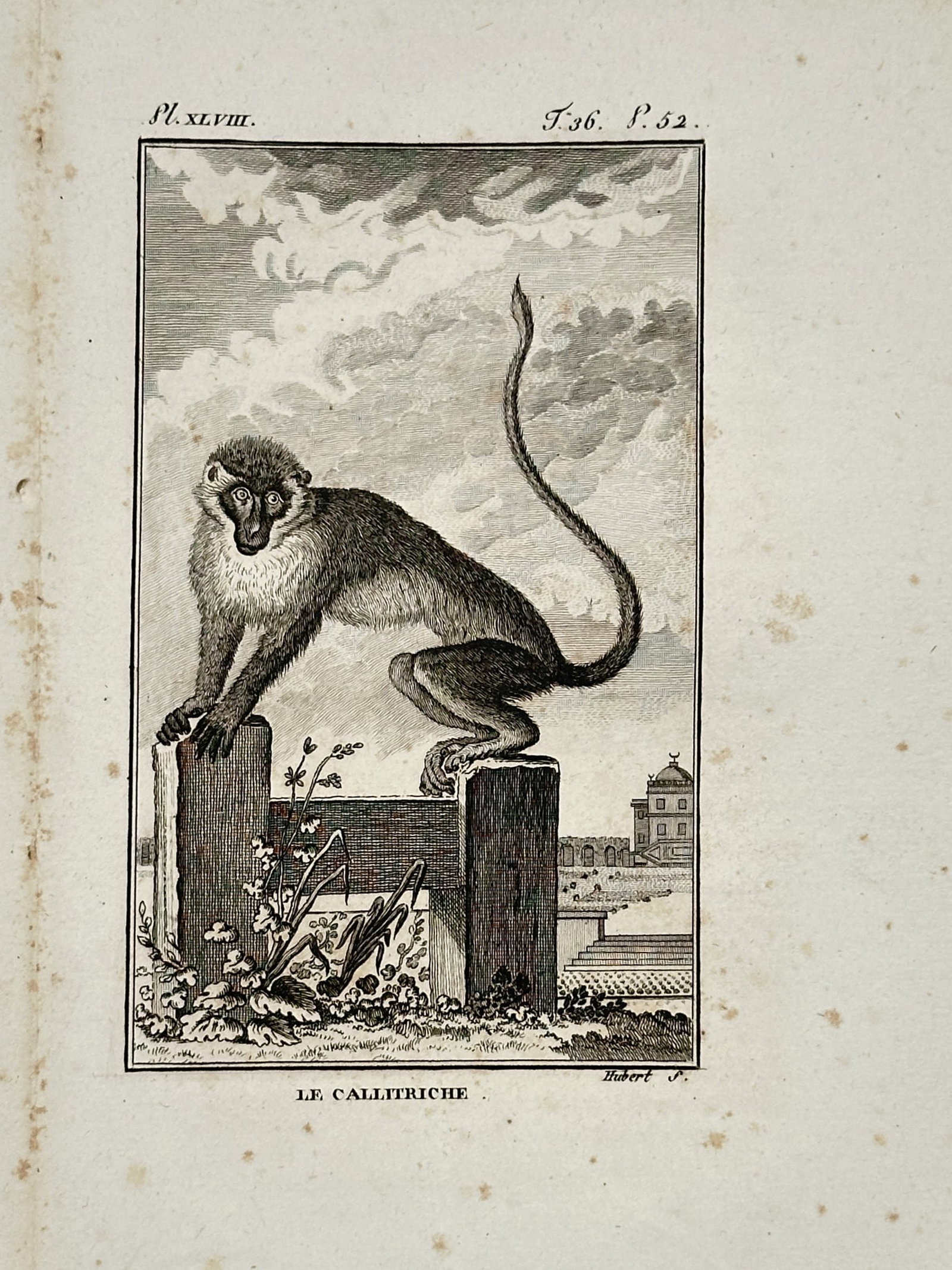 Georges-Louis Leclerc, Comte de Buffon – View of a Green Monkey – Engraving (c. 1749–1788) (1 of 2)