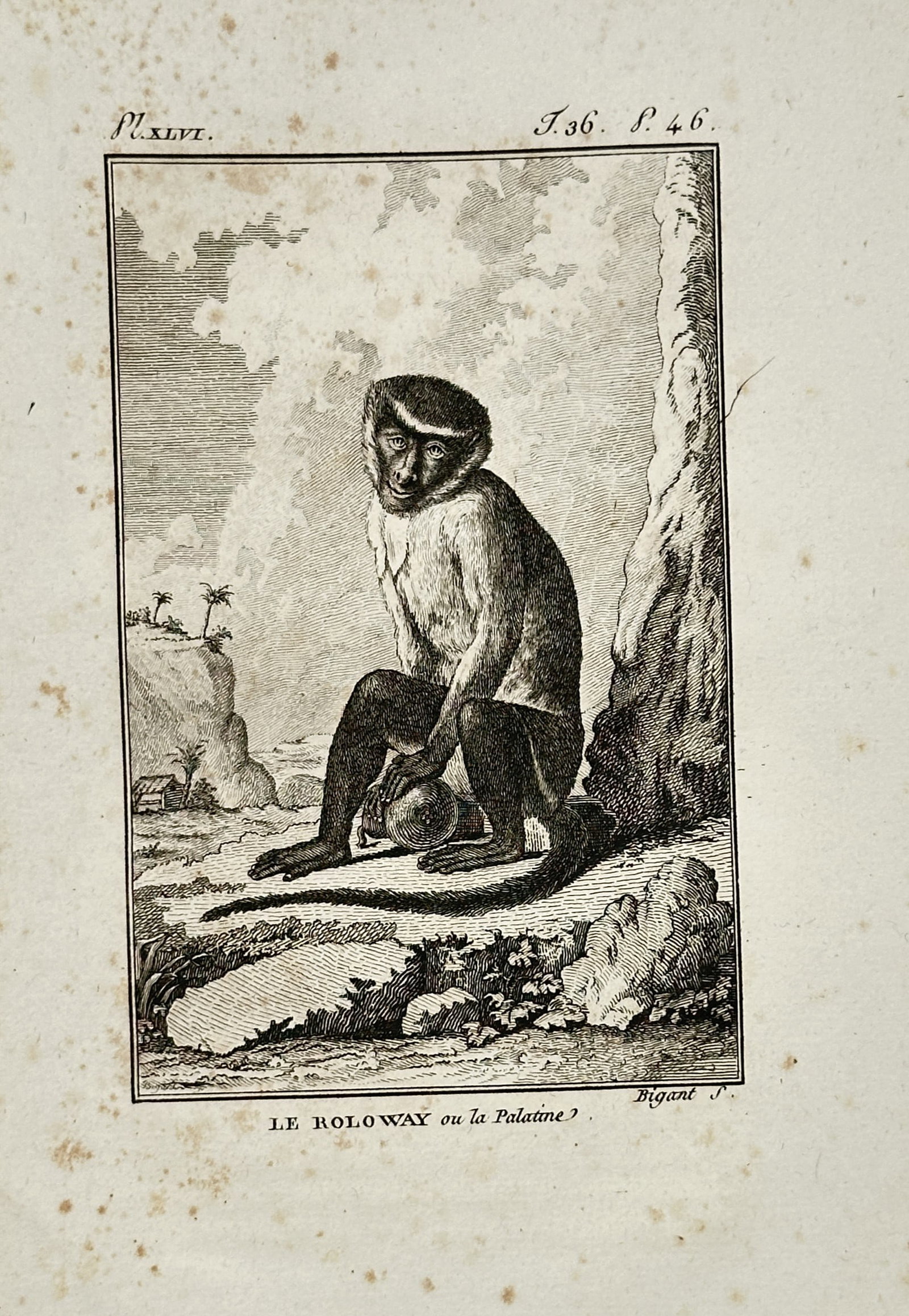 Georges-Louis Leclerc, Comte de Buffon – View of a Roloway Monkey – Engraving (c. 1749–1788): "Le Roloway ou la Palatine" depicts a natural history study of a roloway monkey seated on a rocky outcrop next to a large tree trunk, holding a round object in its hand, set against an outdoor landsca