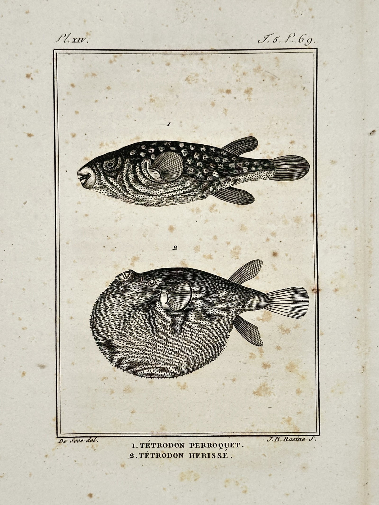 Georges-Louis Leclerc, Comte de Buffon – View of Pufferfish – Engraving (c. 1749–1788) (1 of 2)