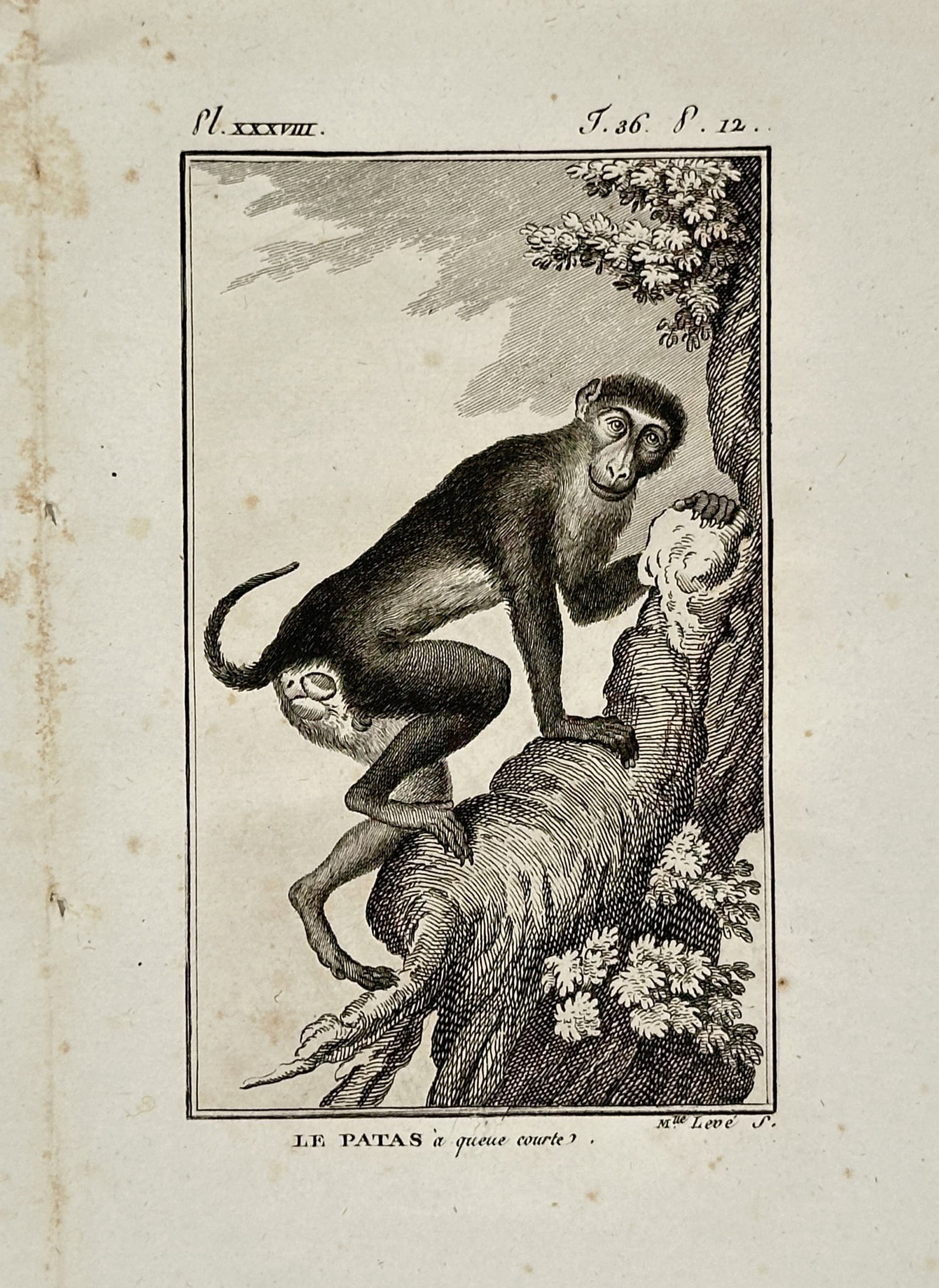 Georges-Louis Leclerc, Comte de Buffon – View of a Patas Monkey – Engraving (c. 1749–1788) (1 of 2)