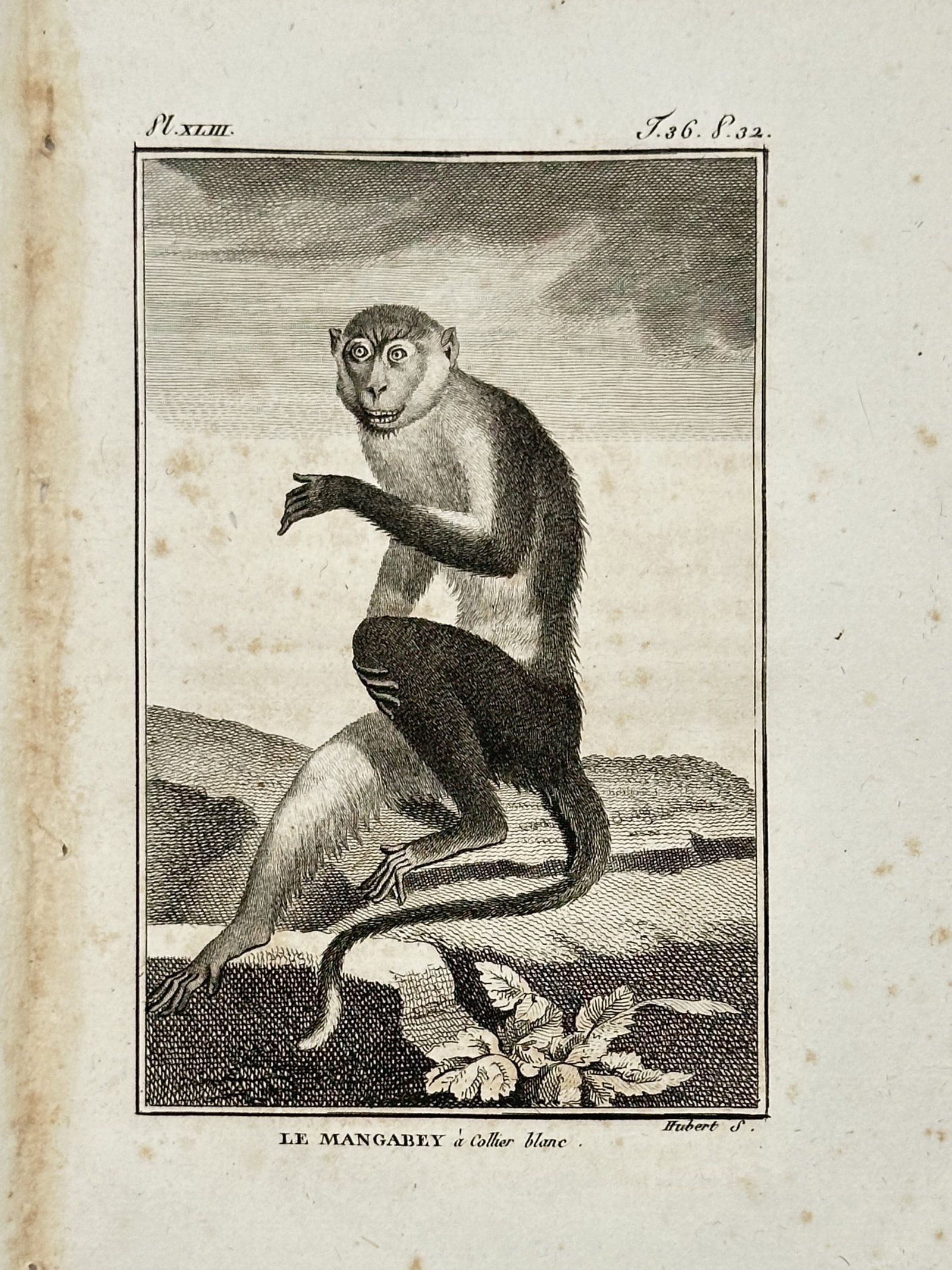 Georges-Louis Leclerc, Comte de Buffon – View of a Mangabey Monkey – Engraving (c. 1749–1788): Le Mangabey a Collier blanc depicts a natural history study of a white-collared mangabey monkey seated in profile on a rocky ledge with its long tail curved on the ground near low foliage, set against