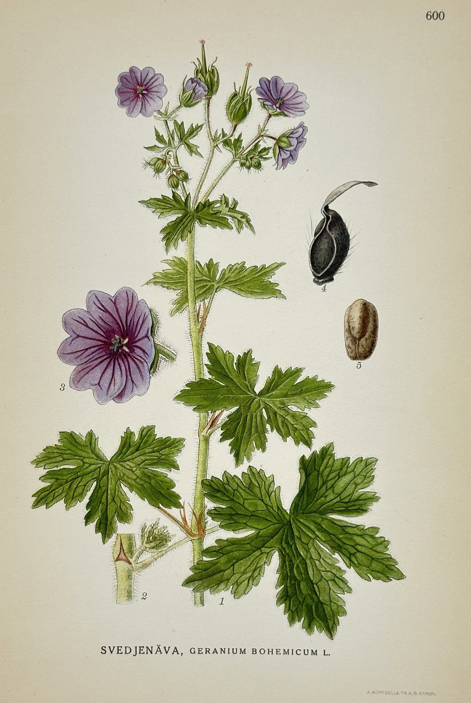 Carl Axel Magnus Lindman (1856–1928) – View of Bohemian Cranesbill – Lithograph (c.: "Svedjenäva, Geranium bohemicum L." depicts a detailed botanical study of a Bohemian cranesbill plant against a plain background, showing its hairy central stem, deeply lobed green palmate leaves, sm
