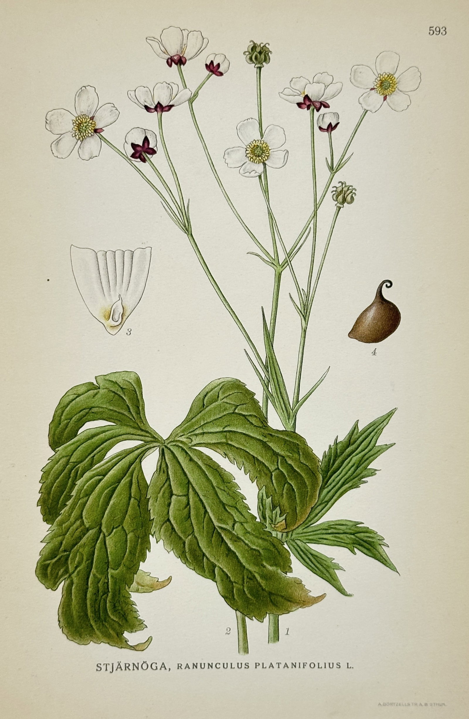 Carl Axel Magnus Lindman (1856–1822) – View of Large White Buttercup – Lithograph: "Stjärnöga, Ranunculus platanifolius L." depicts a detailed botanical study of a large white buttercup plant against a plain background, showing its smooth erect branching stems, deeply lobed palmat