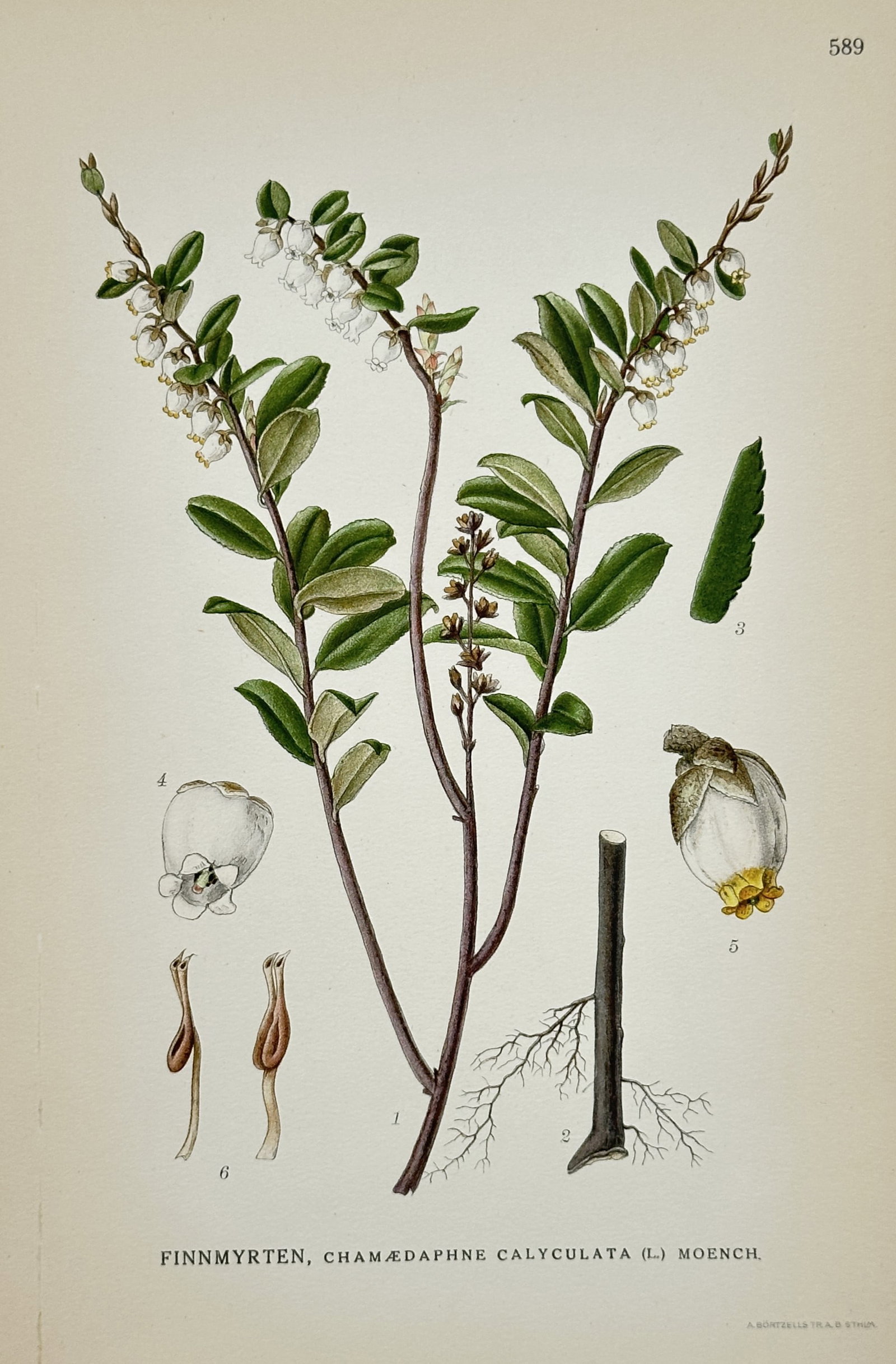 Carl Axel Magnus Lindman (1856–1928) – View of Leatherleaf – Lithograph (c. 1901–1905): "Finnmyrten, Chamaedaphne calyculata (L.) Moench." depicts a detailed botanical study of a leatherleaf plant against a plain background, showing its branching woody stems, oblong leathery green leaves