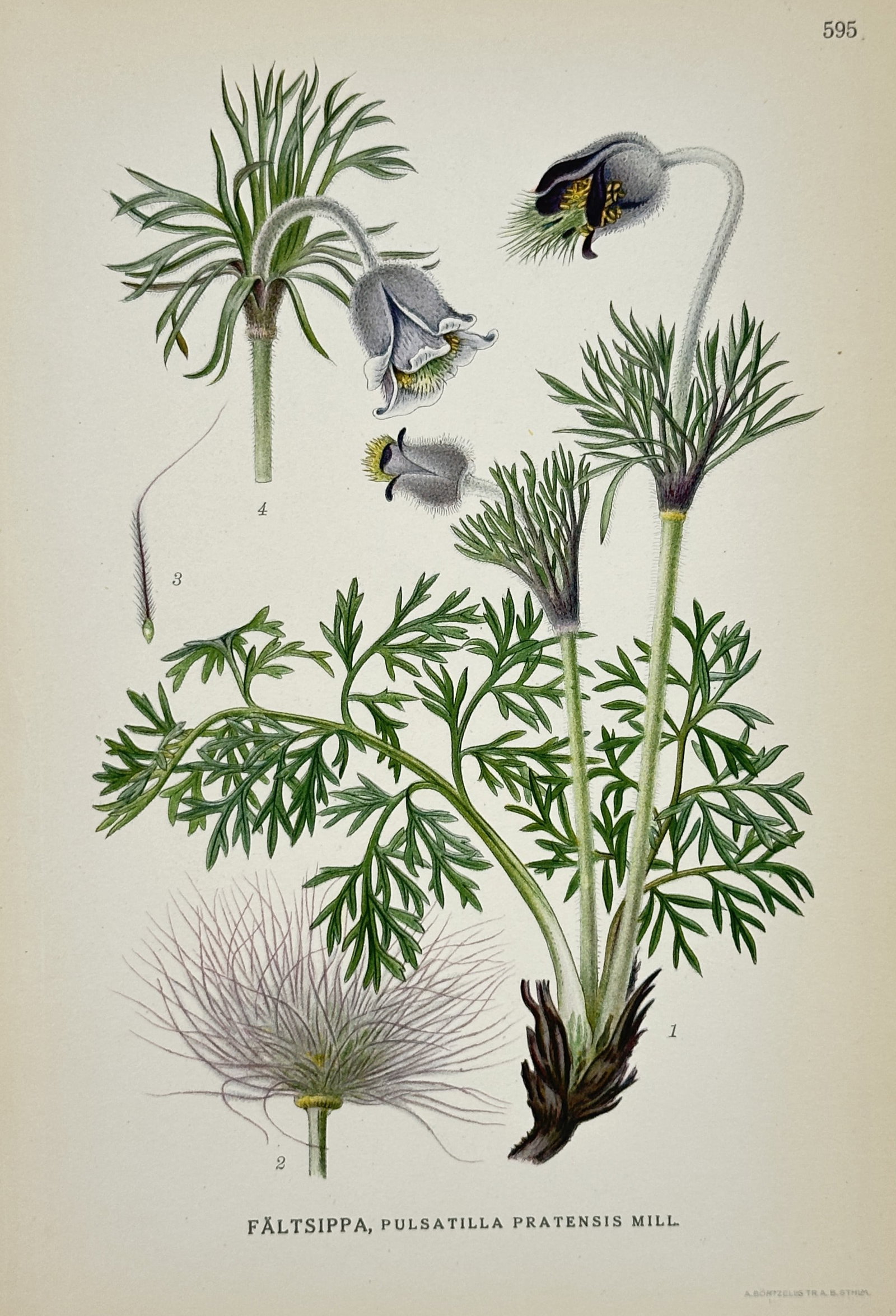 Carl Axel Magnus Lindman (1856–1928) – View of Small Pasque Flower – Lithograph (c.: "Fältsippa, Pulsatilla pratensis Mill." depicts a detailed botanical study of a small pasque flower plant against a plain background, showing its dark rooted base, finely dissected feathery green lea