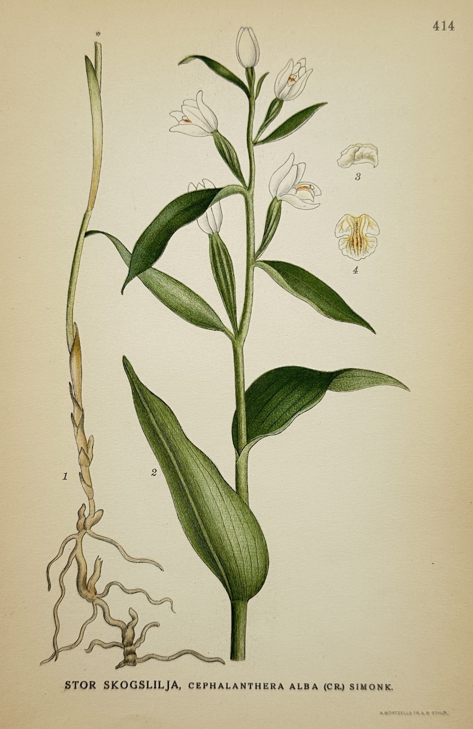 Carl Axel Magnus Lindman (1856–1928) – View of White Helleborine – Lithograph (c. 1901–1905): "Stor skogslilja, Cephalanthera alba (Cr.) Simonk." depicts a detailed botanical study of a white helleborine orchid plant against a plain background, showing its underground creeping rhizome with fib