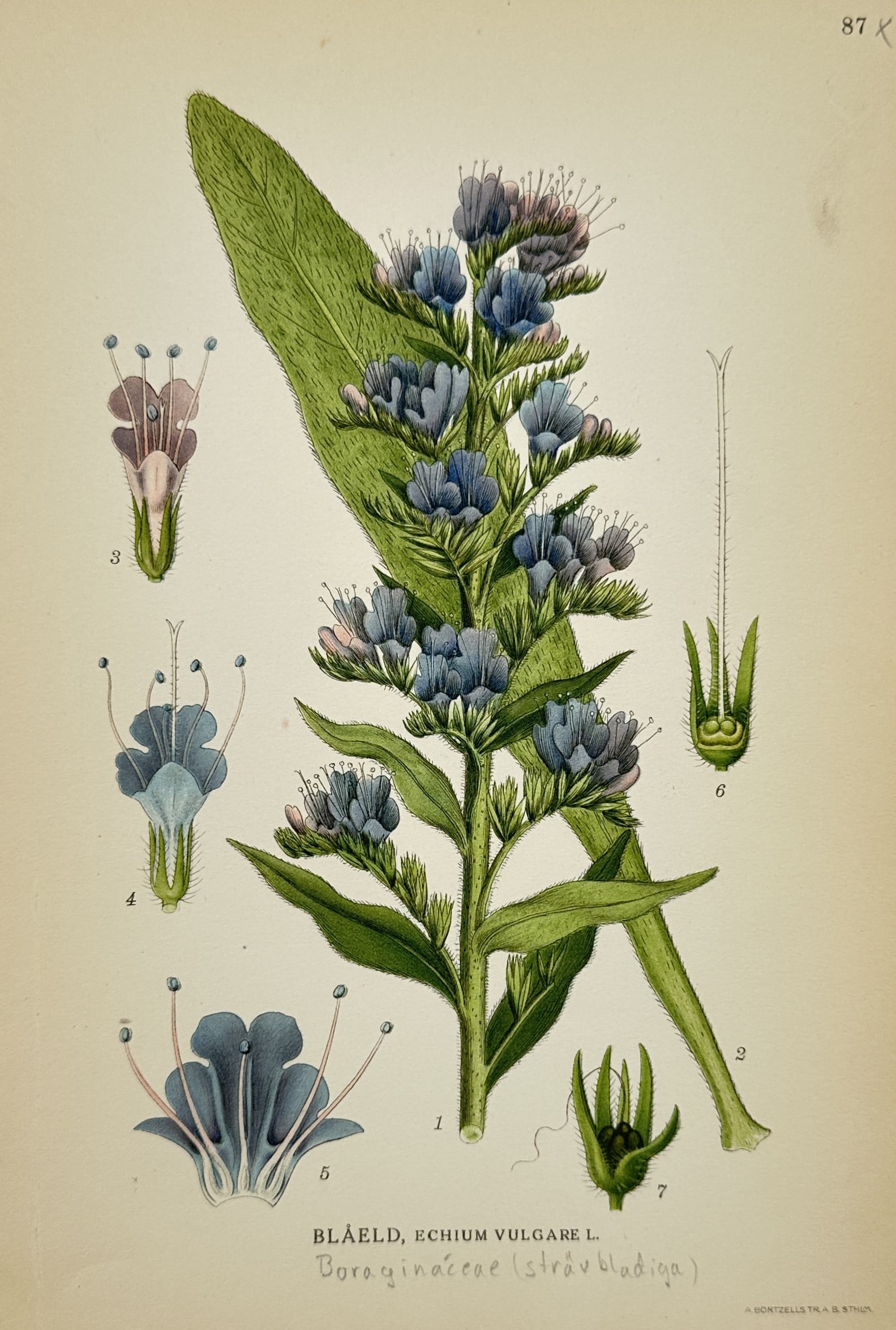 Carl Axel Magnus Lindman (1856–1928) – View of Vipers Bugloss – Lithograph (c. 1901–1905): "Blåeld, Echium vulgare L." depicts a detailed botanical study of a vipers bugloss plant against a plain background, showing its central stem covered with lanceolate green leaves and a dense spike of