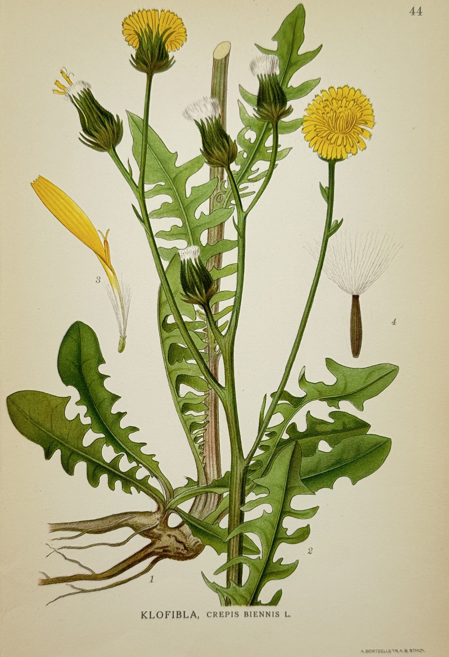 Carl Axel Magnus Lindman (1856–1928) – View of Rough Hawksbeard – Lithograph (c. 1901–1905) (1 of 2)