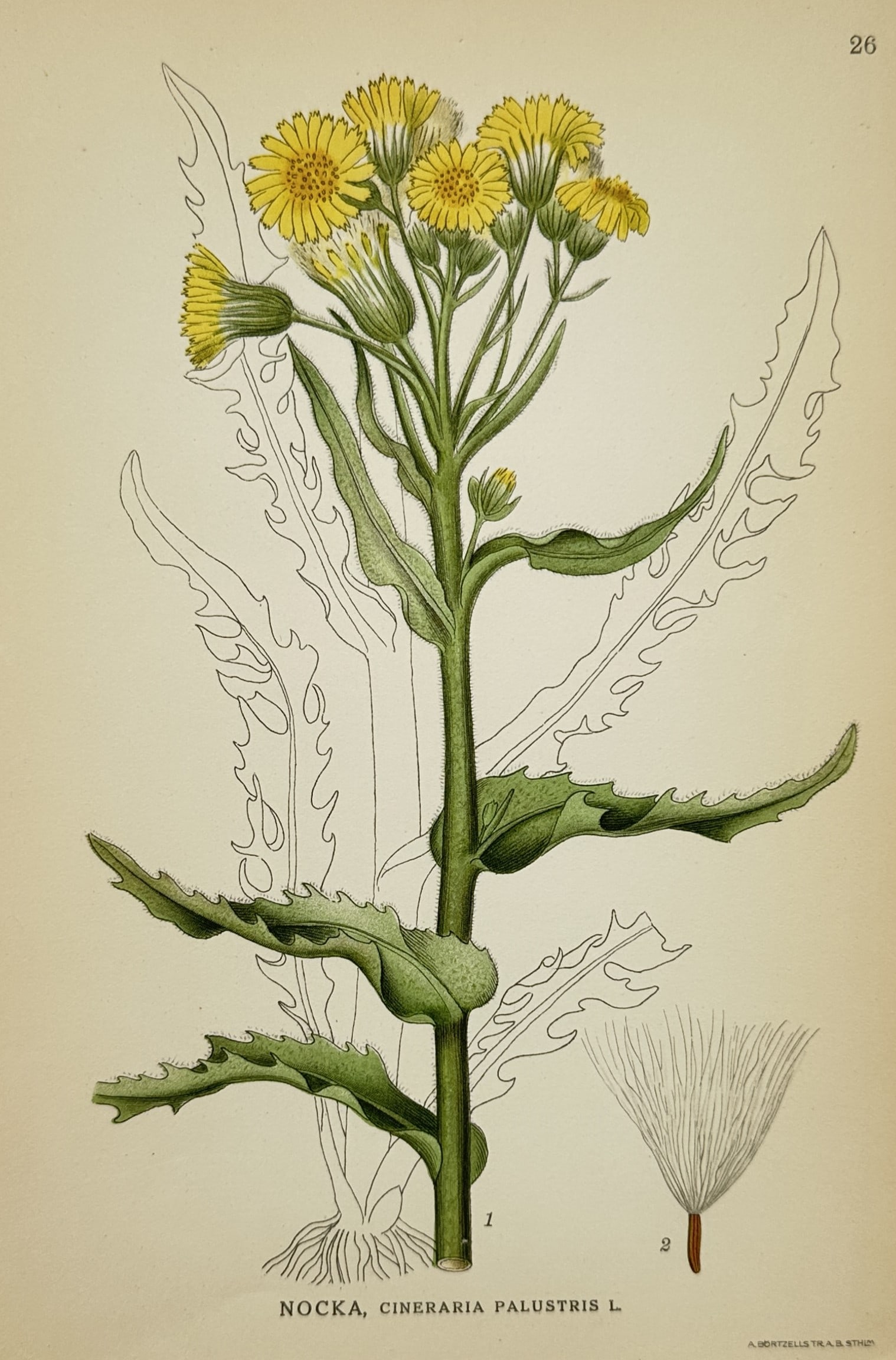Carl Axel Magnus Lindman (1856–1928) – View of Marsh Fleawort – Lithograph (c. 1901–1905) (1 of 2)