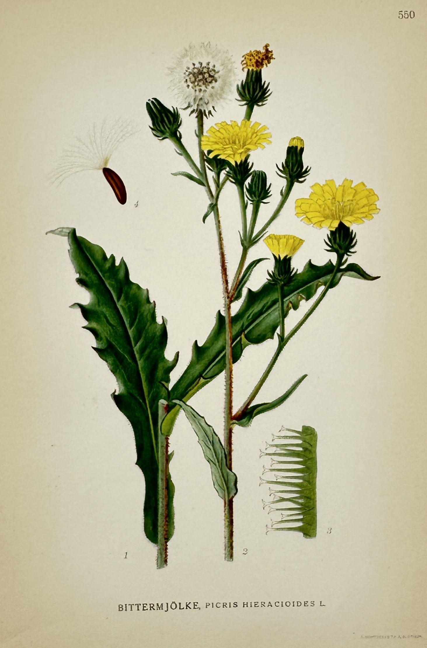 Carl Axel Magnus Lindman (1856–1928) – View of Hawkweed Oxeye – Lithograph (c. 1901–1905) (1 of 2)