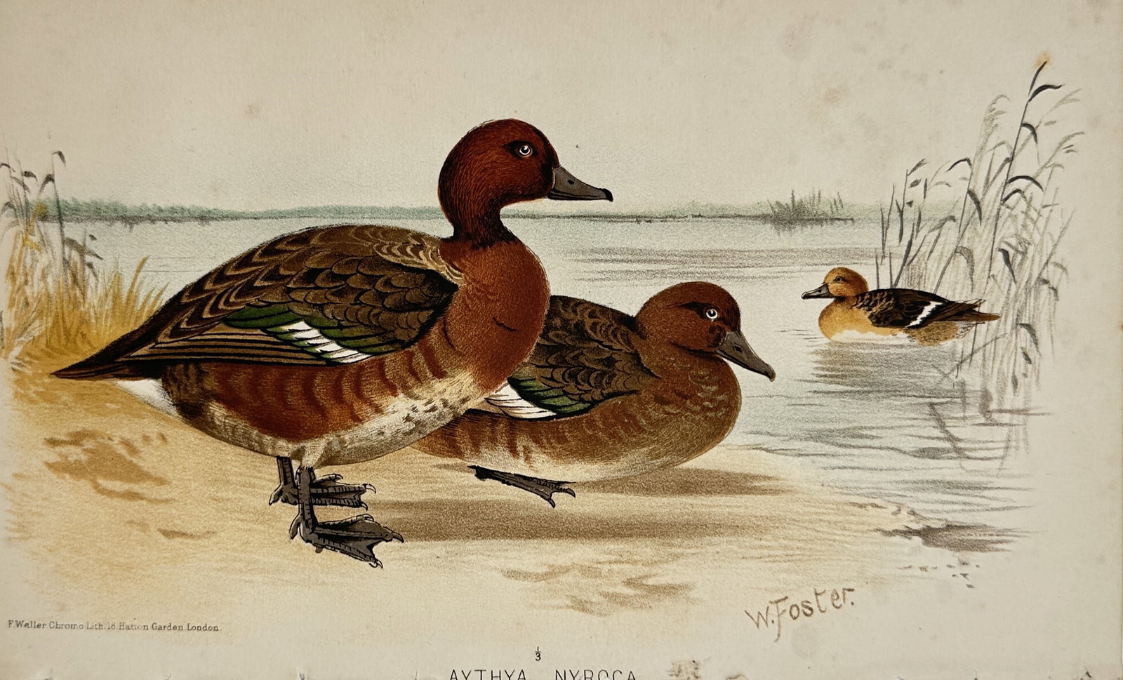 William Foster (1853–1924) – View of Ferruginous Ducks – Chromolithograph (c. 1880–1890): "Aythya nyroca" depicts an ornithological study of a male and female ferruginous duck standing on a sandy shoreline, with a third duck swimming nearby in the water against a background of a calm lake 