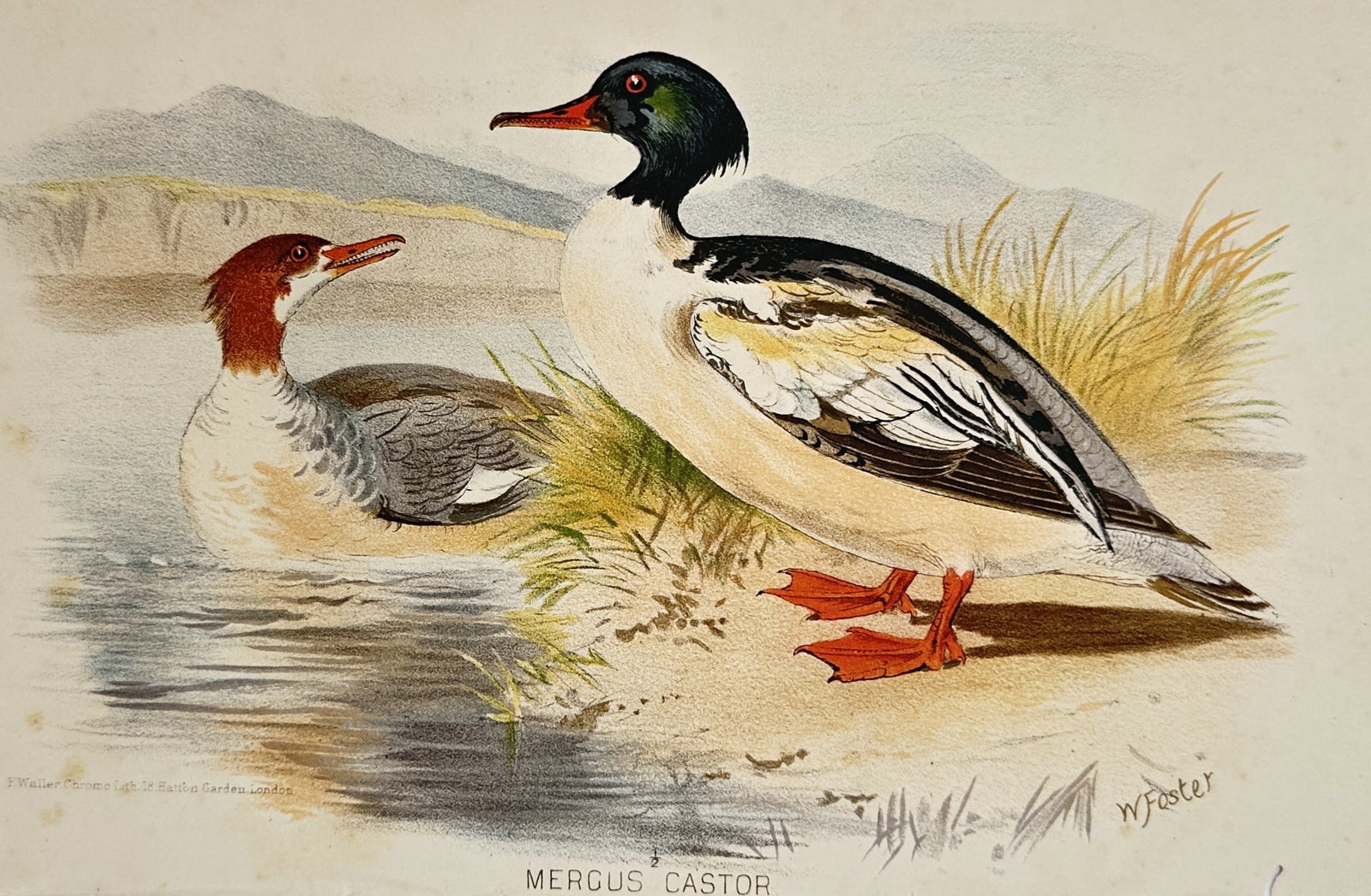 William Foster (1853–1924) – View of Goosanders – Chromolithograph (c. 1880–1890): "Mergus castor" depicts an ornithological study of a male goosander standing on a sandy bank with bright orange webbed feet, while a female goosander swims nearby in the water facing him, set against 