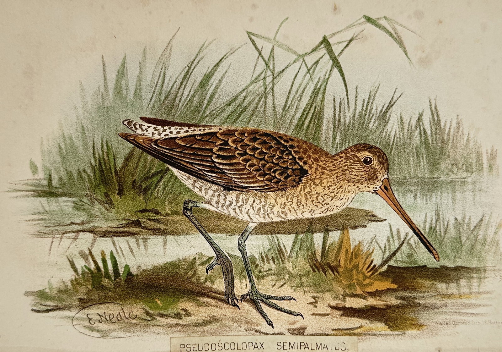 Edward Neale (active 1870s–1880s) – View of an Asian Dowitcher – Chromolithograph: "Pseudoscolopax semipalmatus" depicts an ornithological study of an Asian dowitcher standing in profile on a marshy shoreline, showing its long straight bill, mottled brown plumage, and slender legs a