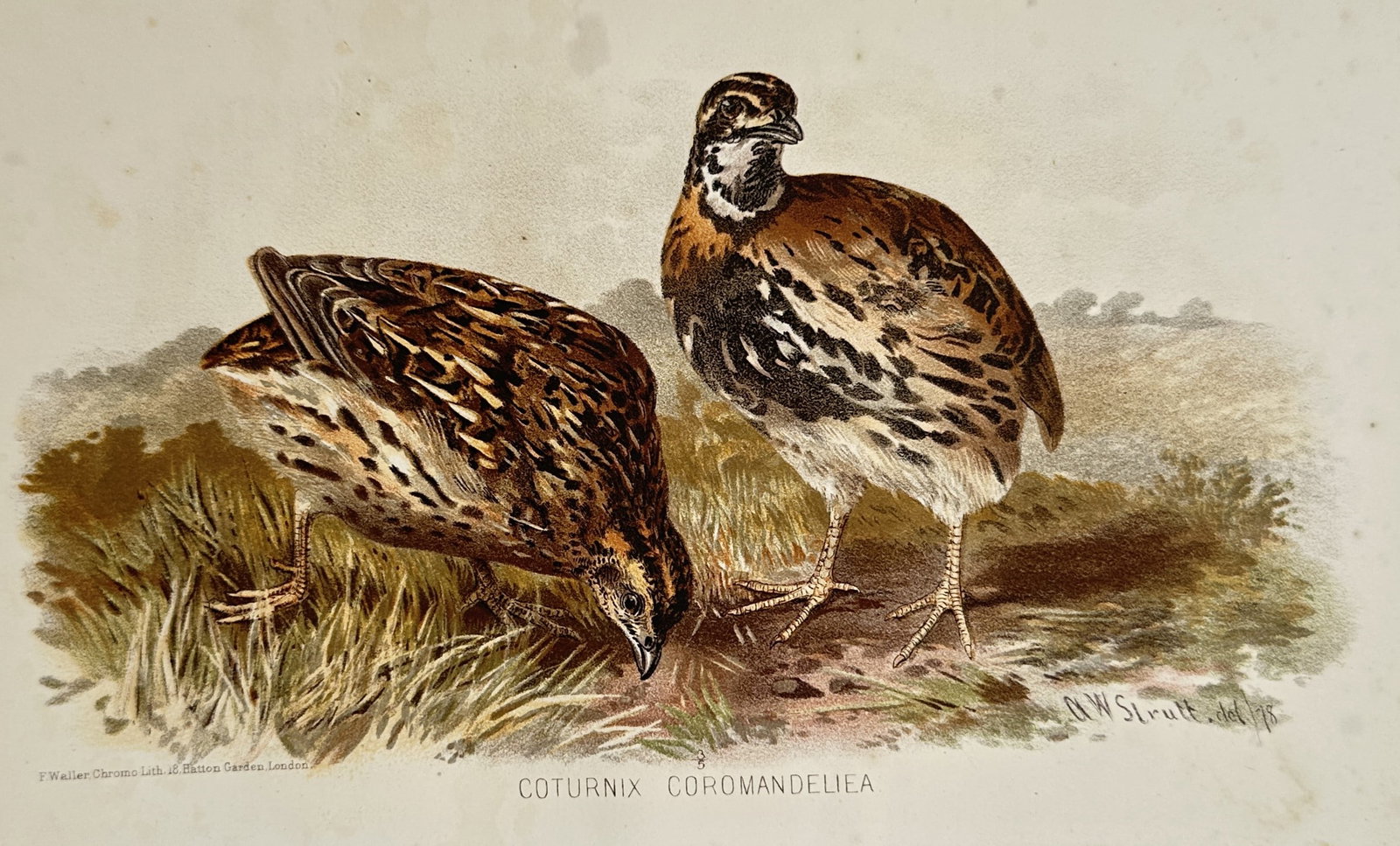 Alfred William Strutt (1856–1924) – View of Rain Quails – Chromolithograph (c. 1880–1890) (1 of 2)
