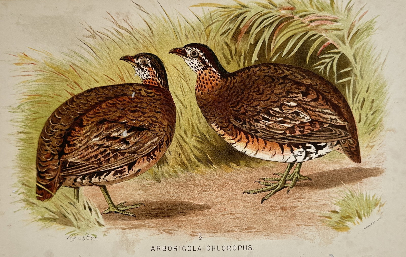 William Foster (1853–1924) – View of Green-legged Partridges – Chromolithograph (c. (1 of 2)