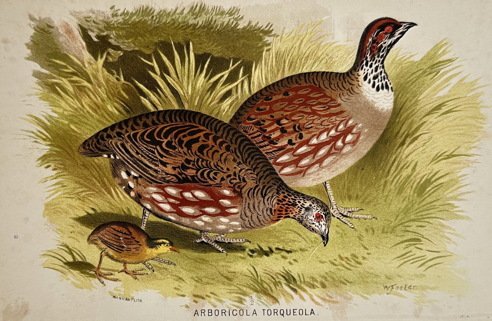 William Foster (1853–1924) – View of Common Hill Partridges – Chromolithograph (c. (1 of 2)