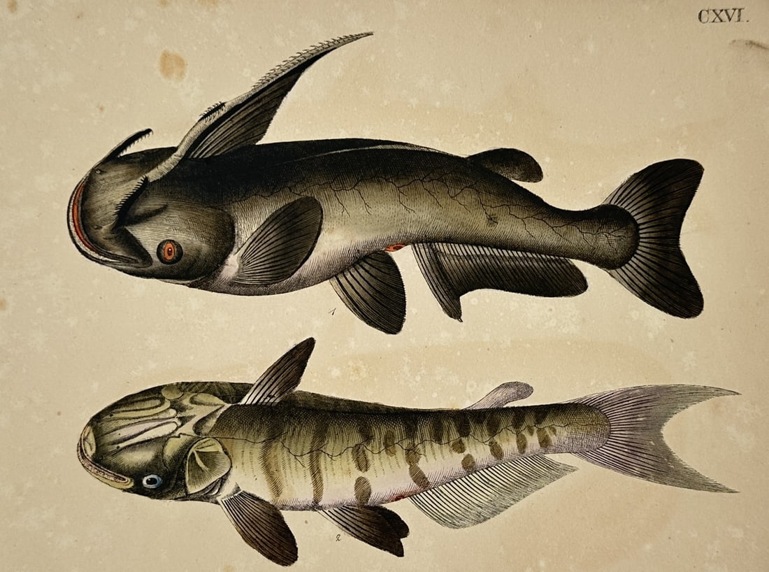 Friedrich Johann Justin Bertuch (1747–1822) – View of Catfish Species – Hand-Colored Engraving: "CXVI" depicts a natural history study of two catfish specimens rendered in profile against a solid buff-colored background, with the upper fish showing a dark dorsal surface, prominent fins, and dist